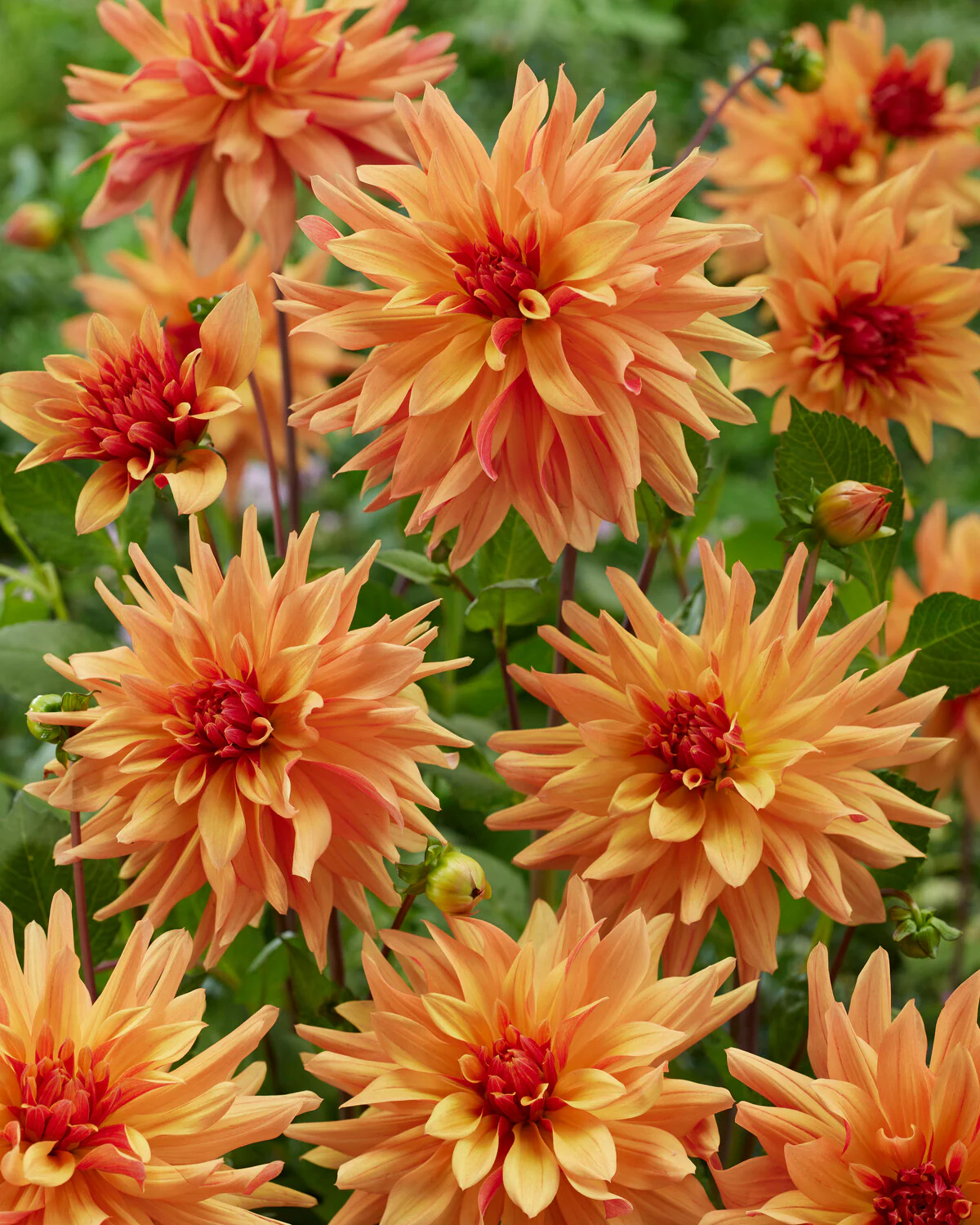Dahlia 'French Cancan' - Image 7