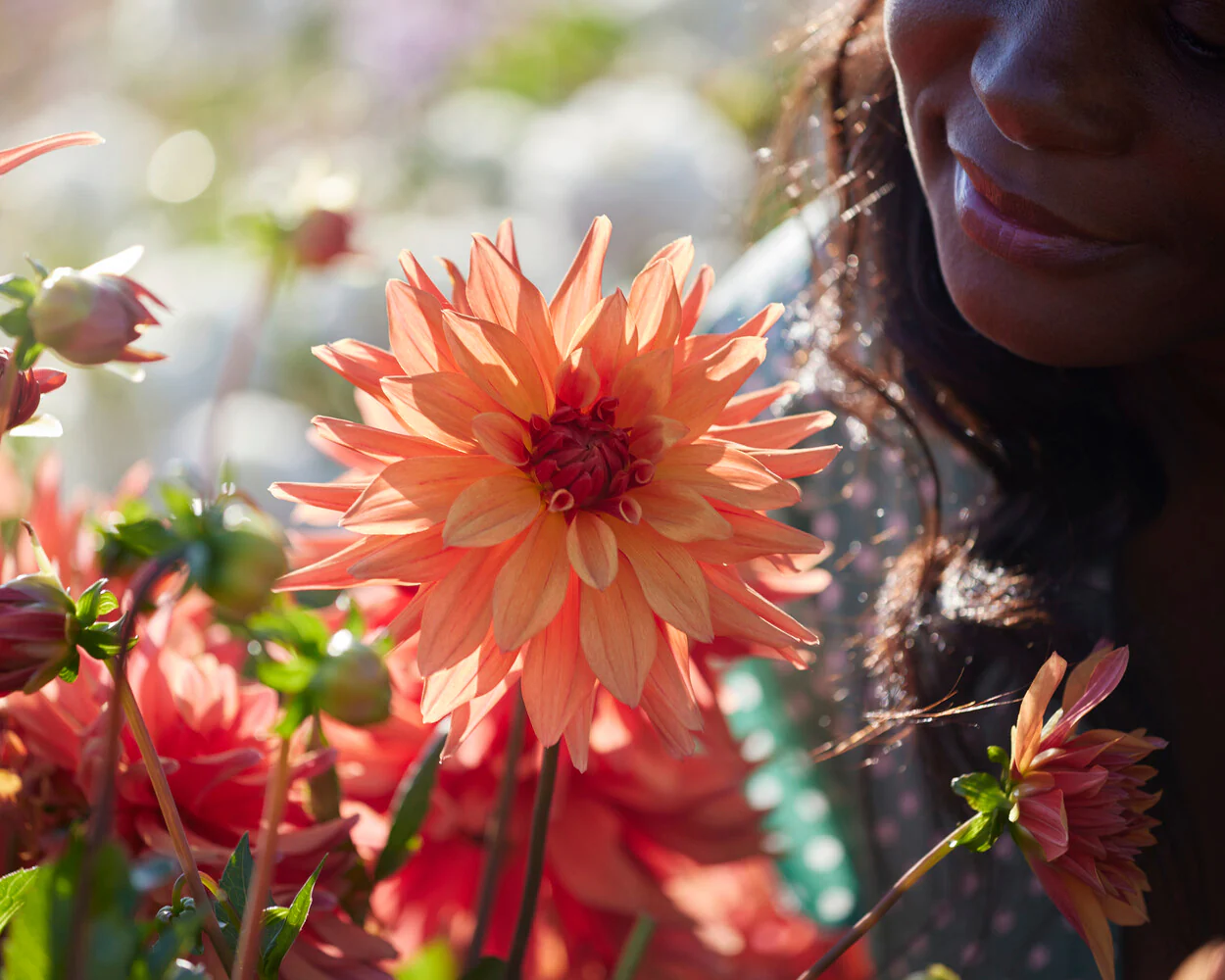 Dahlia 'French Cancan' - Image 8