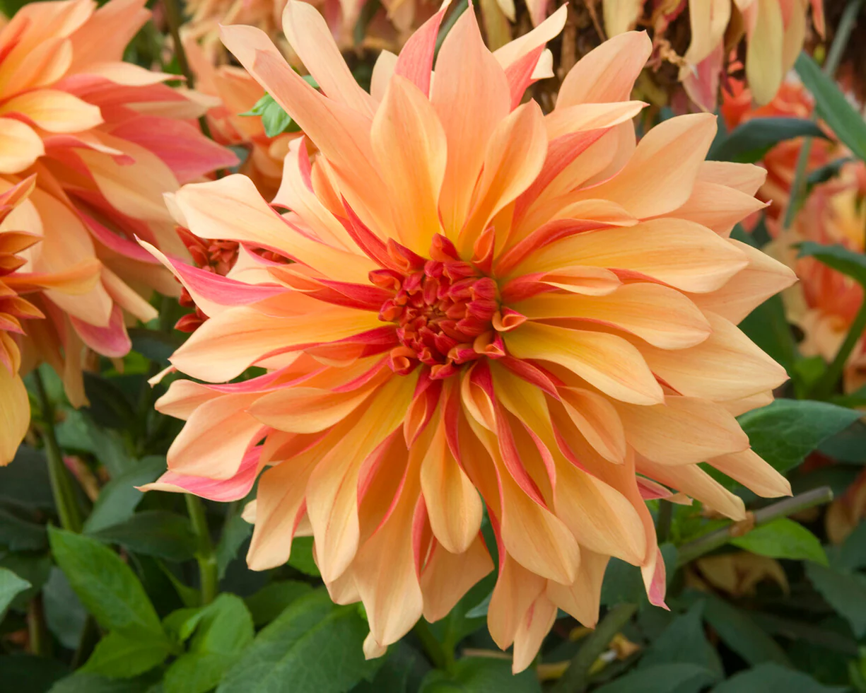 Dahlia 'French Cancan' - Image 9