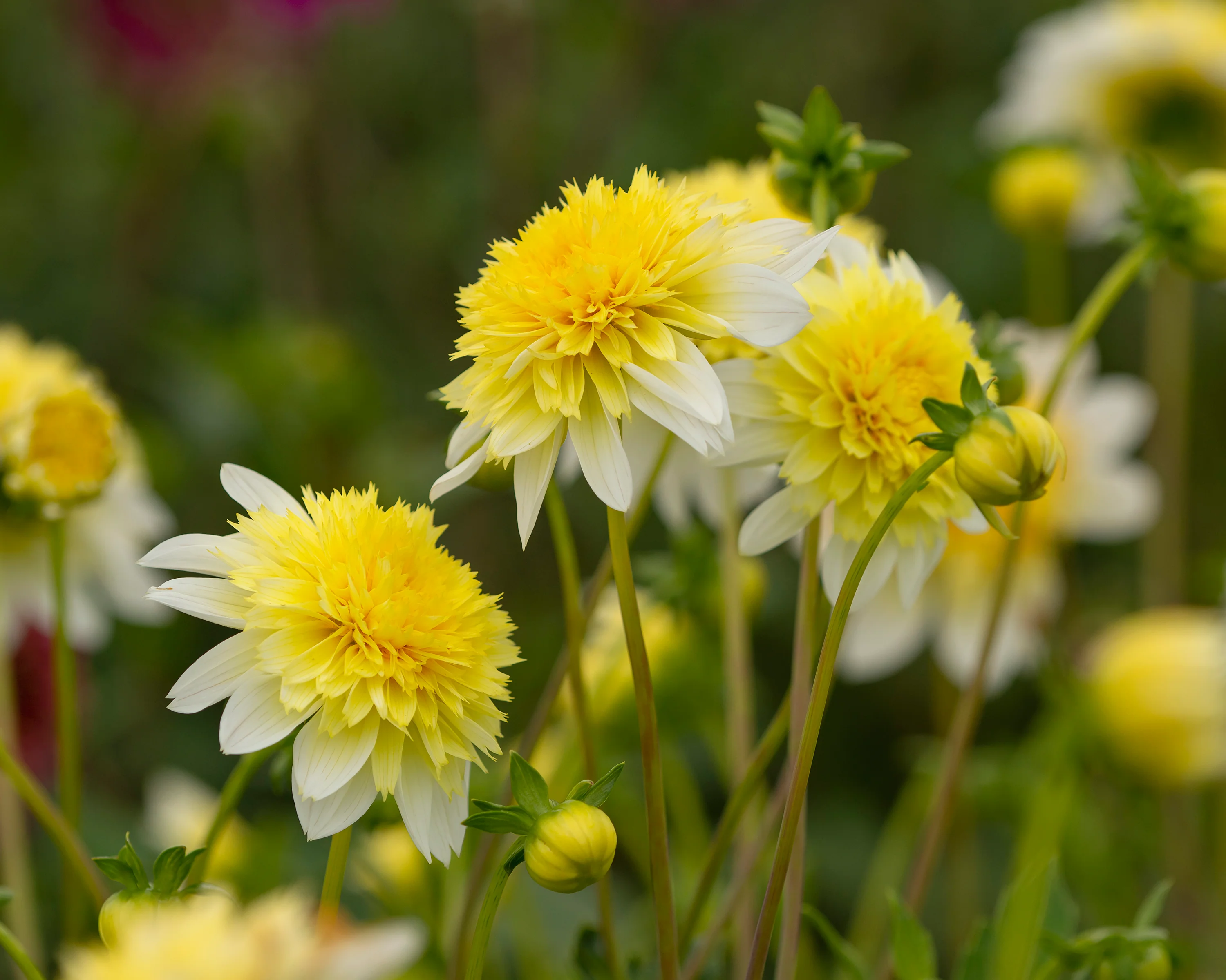 Dahlia 'Freya's Paso Doble' - Image 4