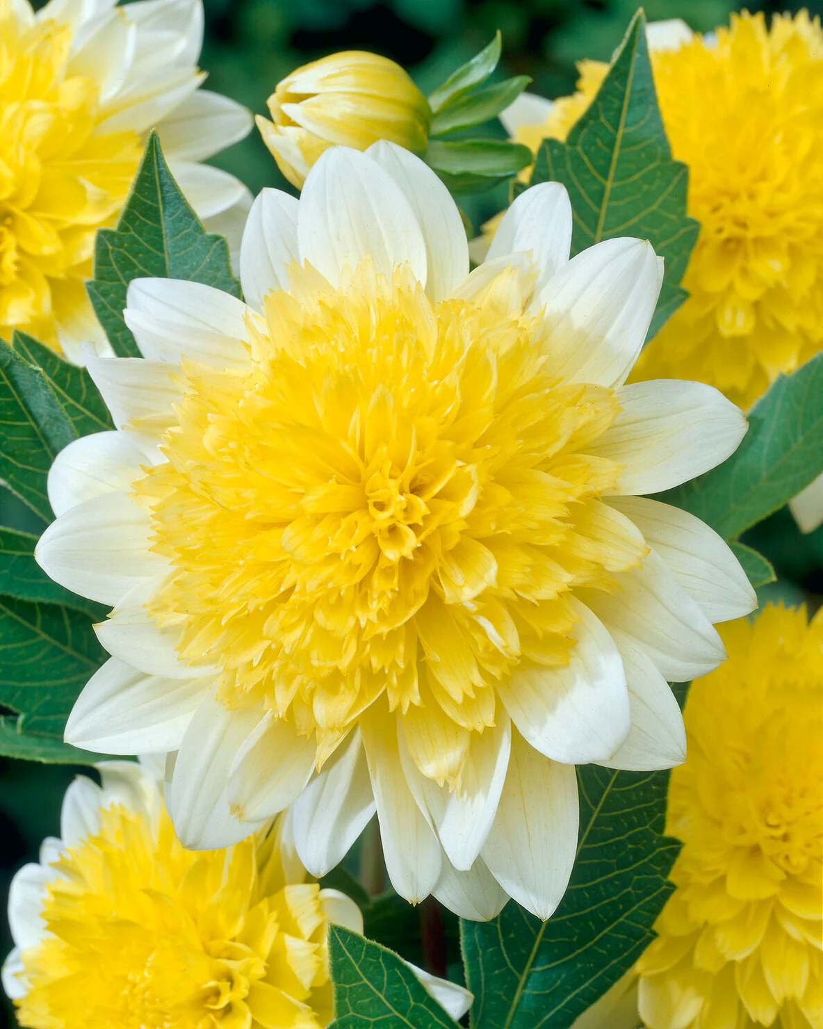 Dahlia 'Freya's Paso Doble' - Image 7