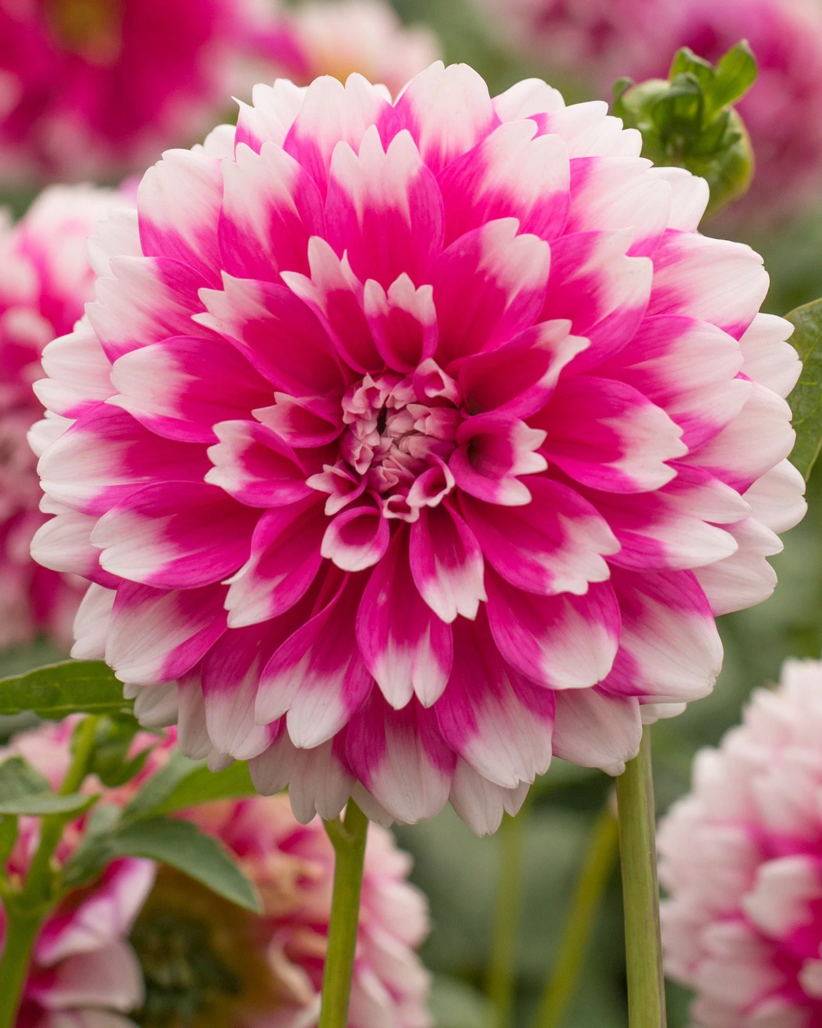 Dahlia 'Fuzzy' - Image 4