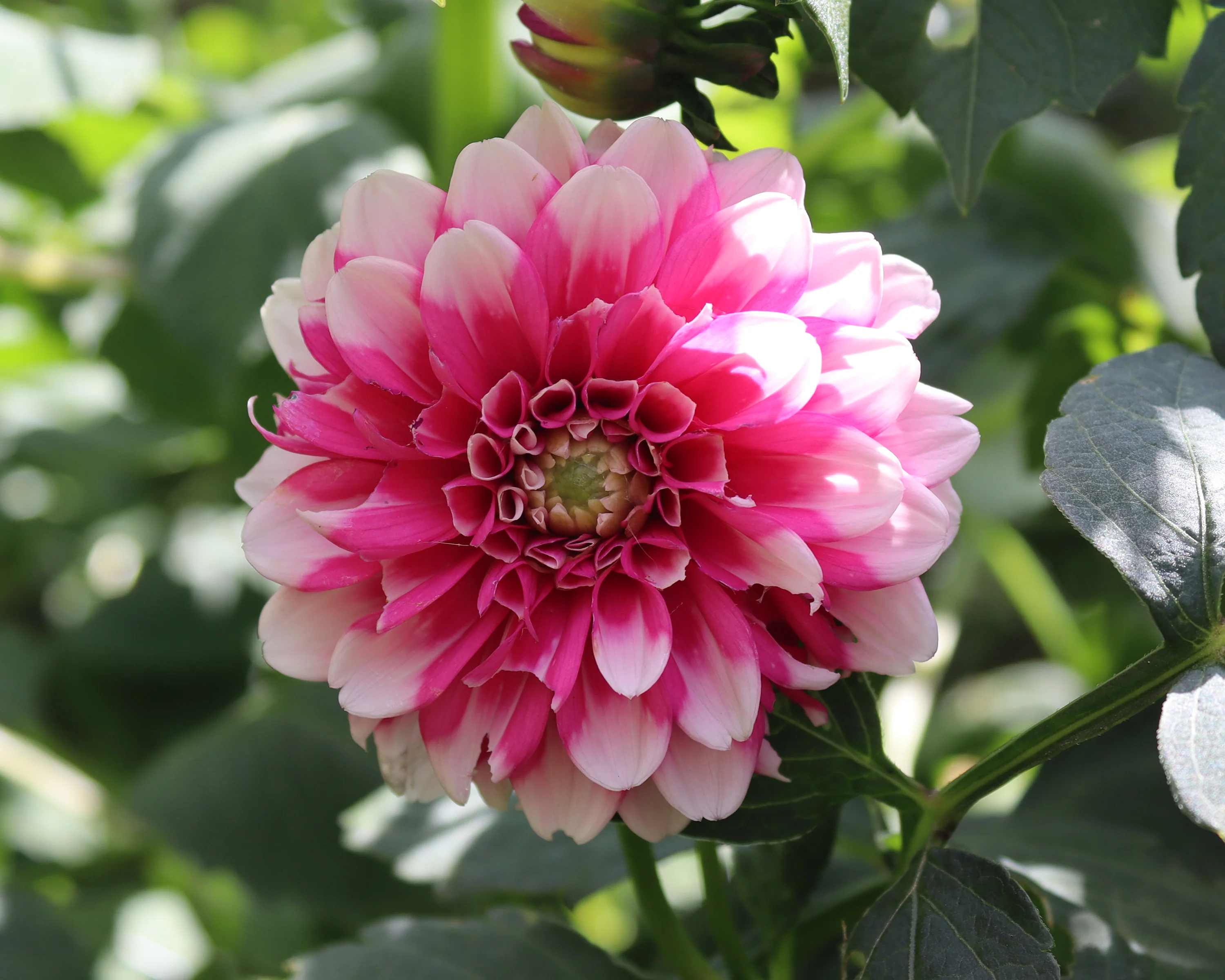 Dahlia 'Fuzzy' - Image 5