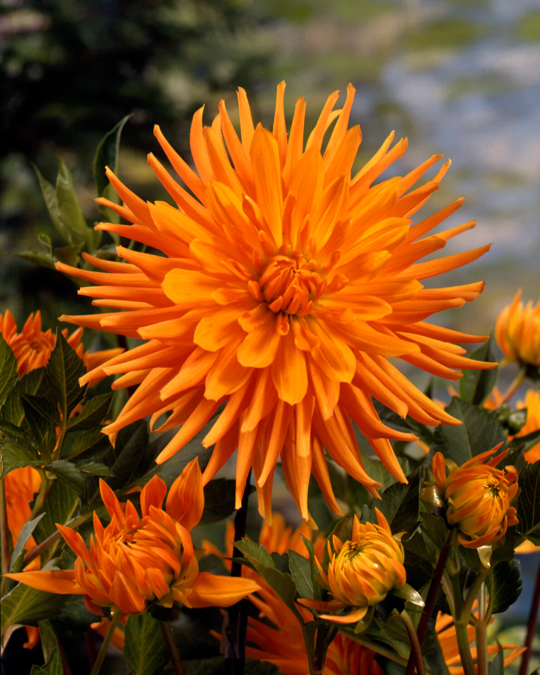Dahlia 'Gold Crown' - Image 4