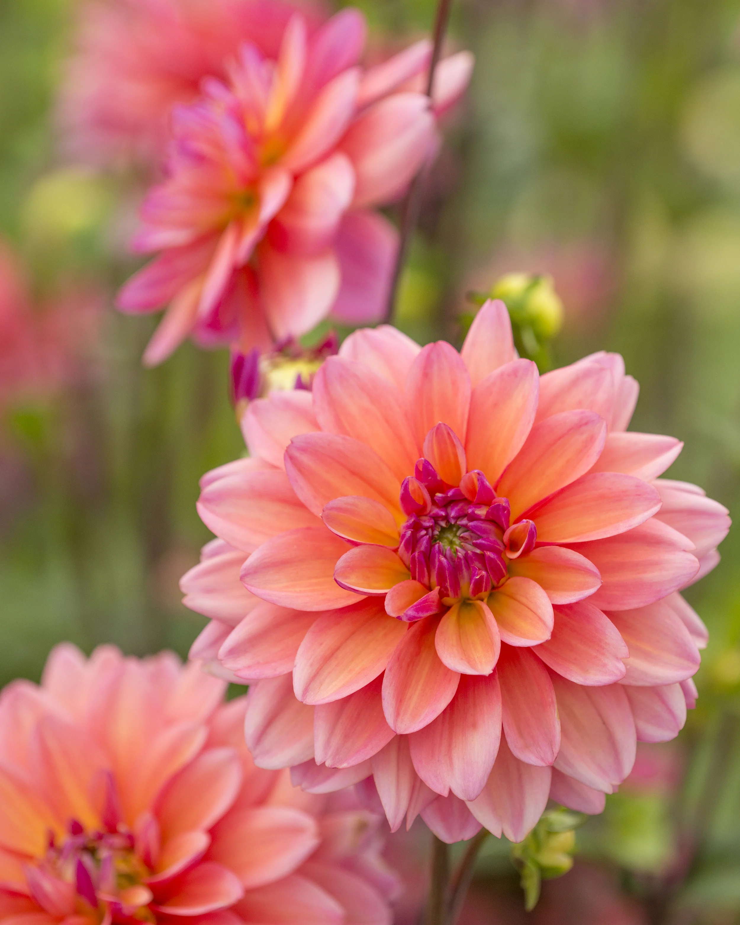 Dahlia 'Great Silence' - Image 3