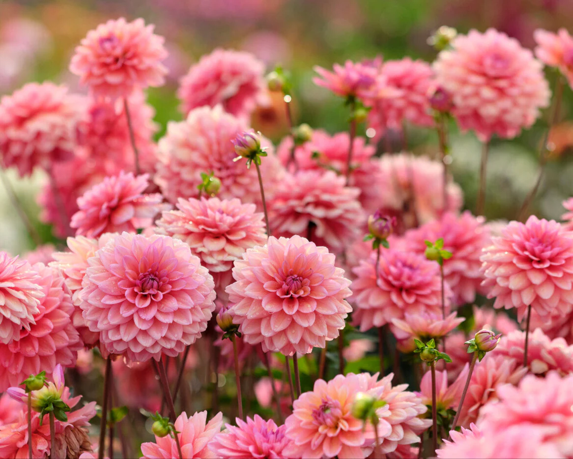 Dahlia 'Great Silence' - Image 4