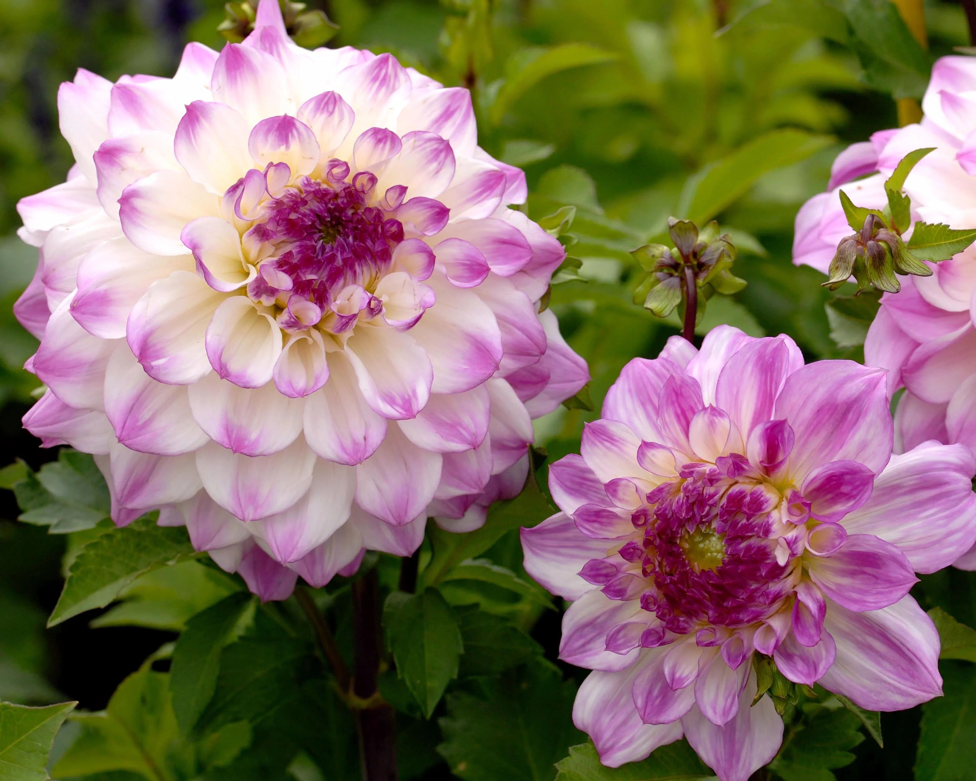 Dahlia 'Hapet Blue Eyes' - Image 3