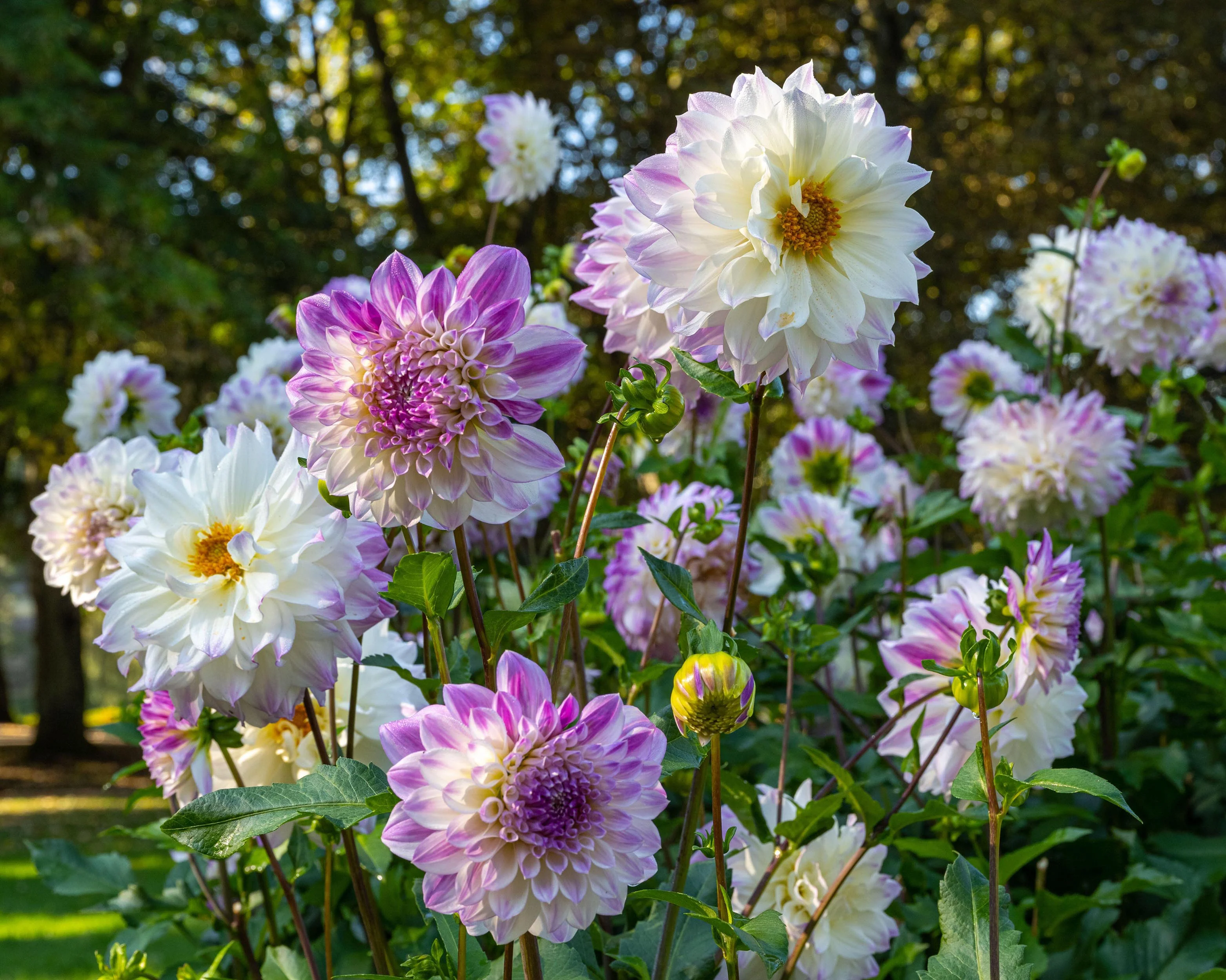 Dahlia 'Hapet Blue Eyes' - Image 6