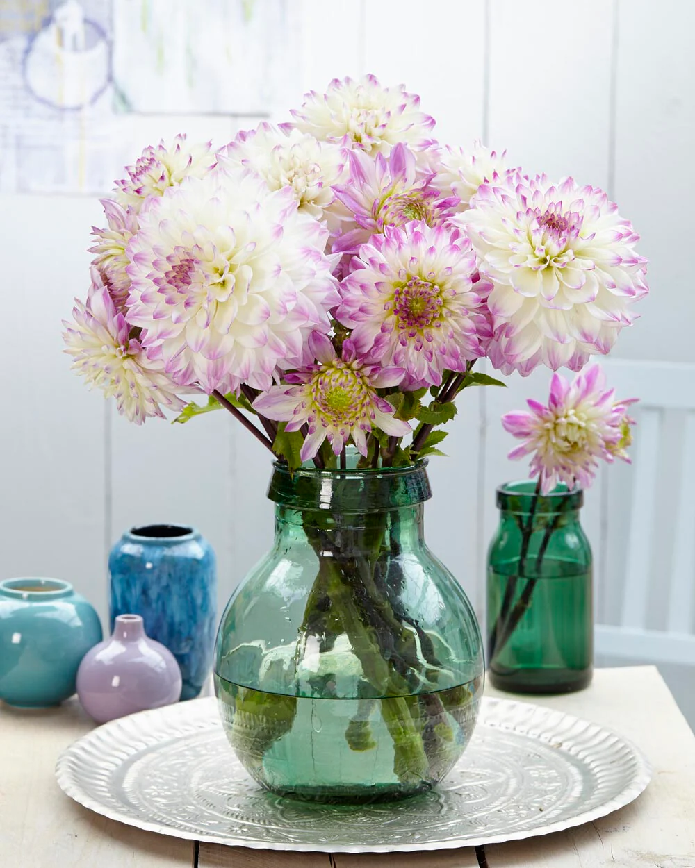Dahlia 'Hapet Blue Eyes' - Image 9