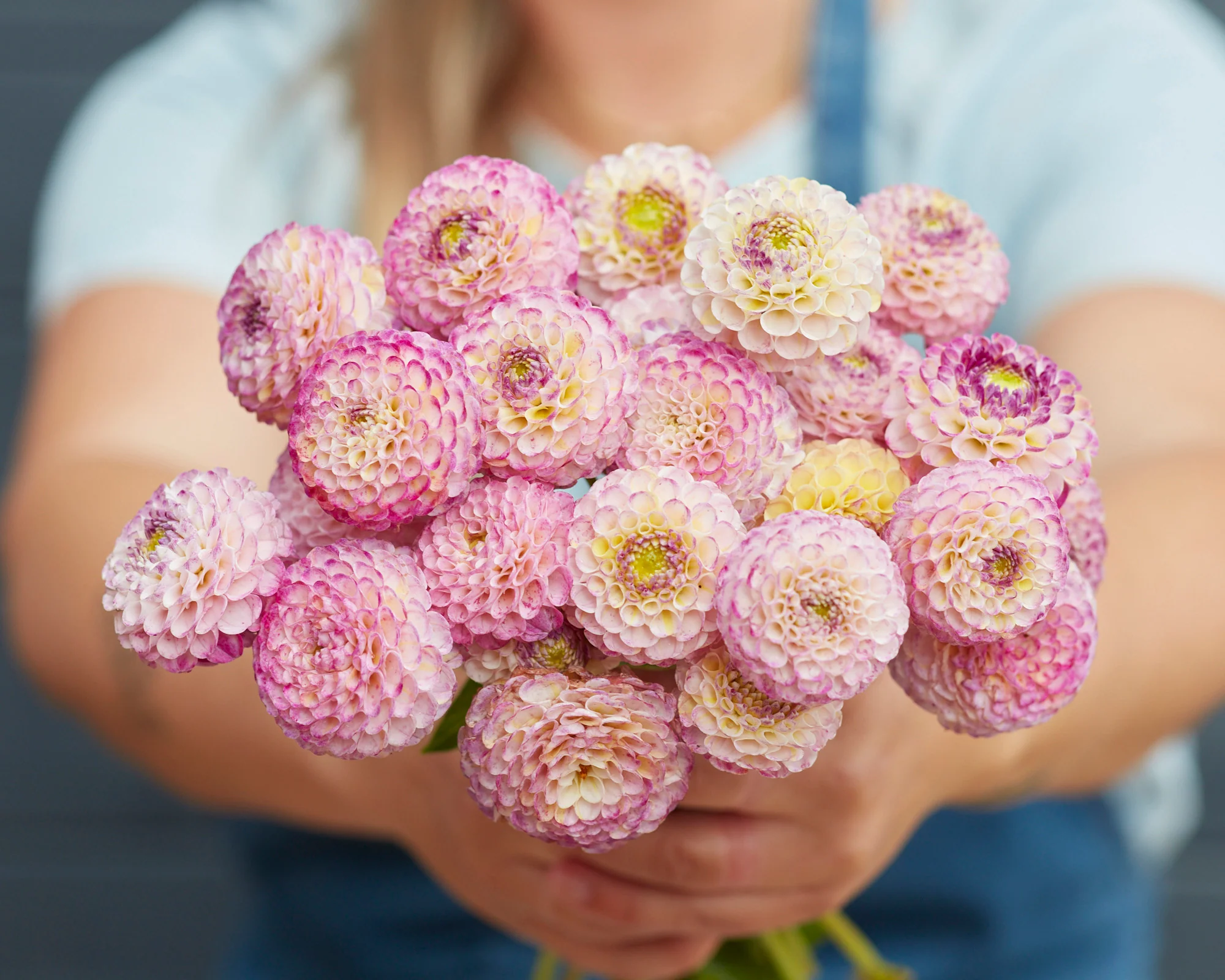 Dahlia 'Hapet Compo' - Image 2