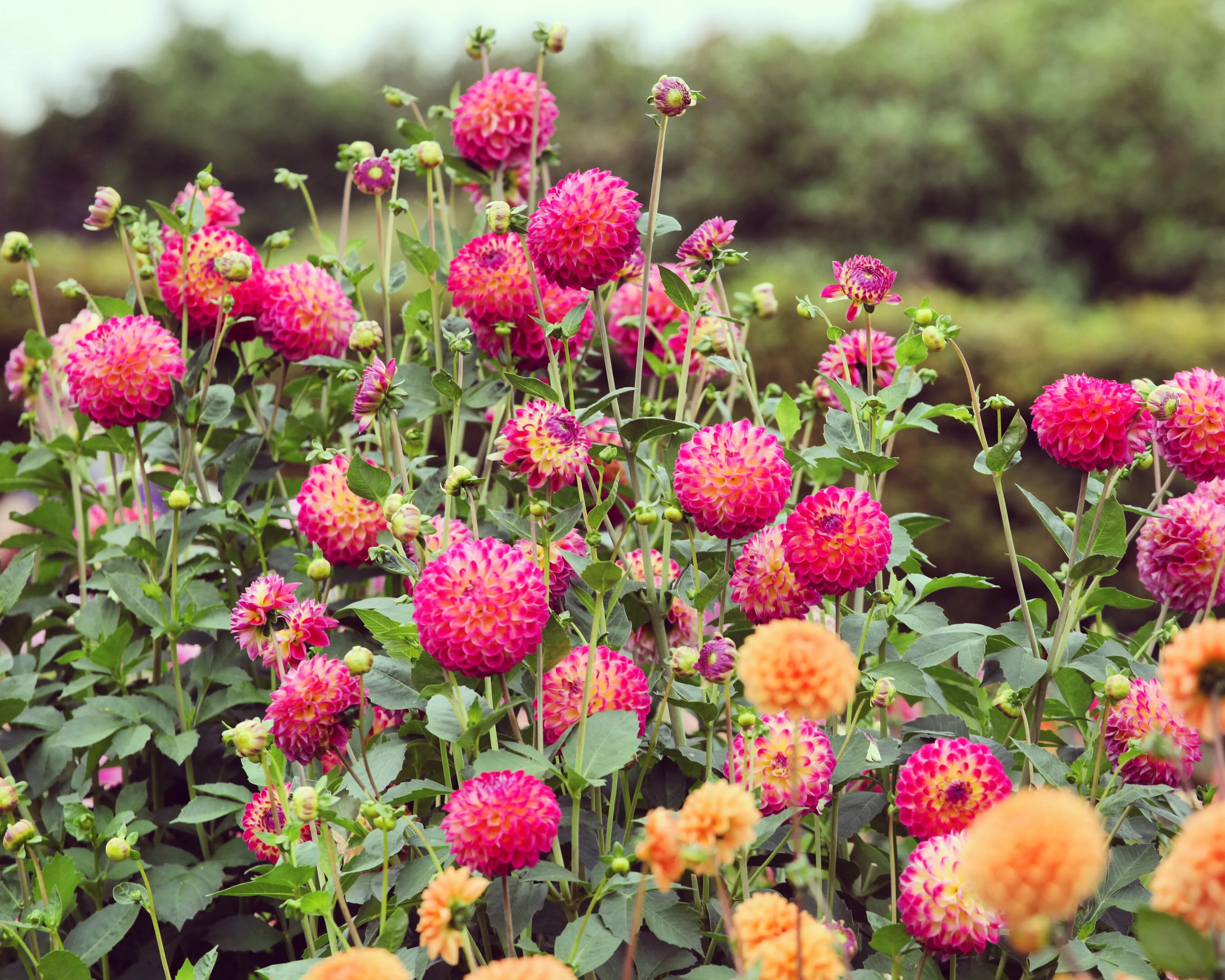 Dahlia 'Hapet Daydream' - Image 2