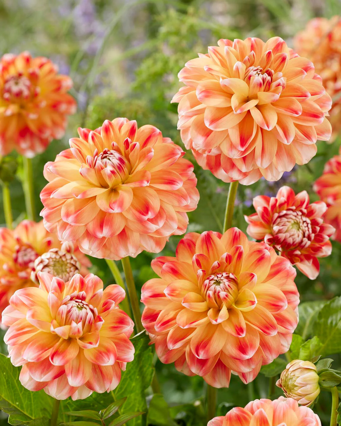 Dahlia 'Hapet Harmony' - Image 5