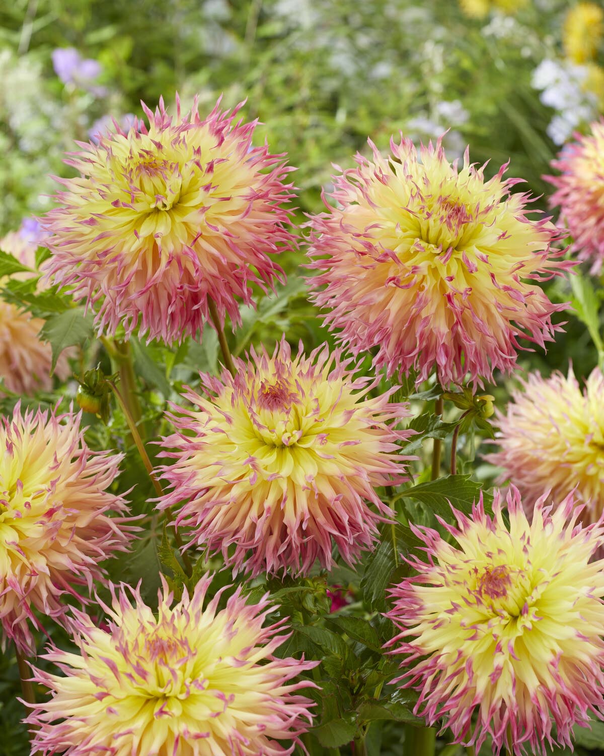 Dahlia 'Hapet Perfect' - Image 2