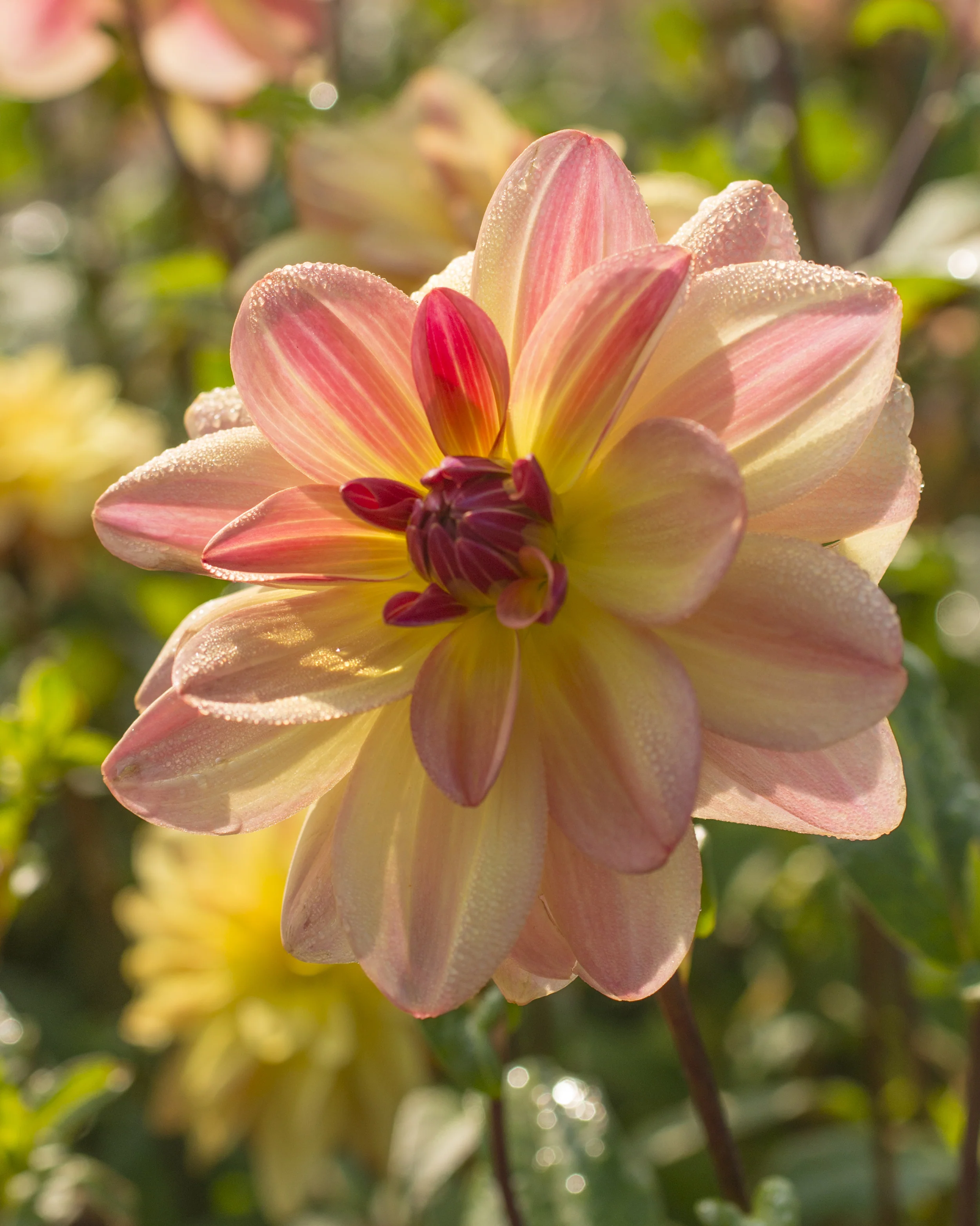 Dahlia 'Happy Butterfly' - Image 2