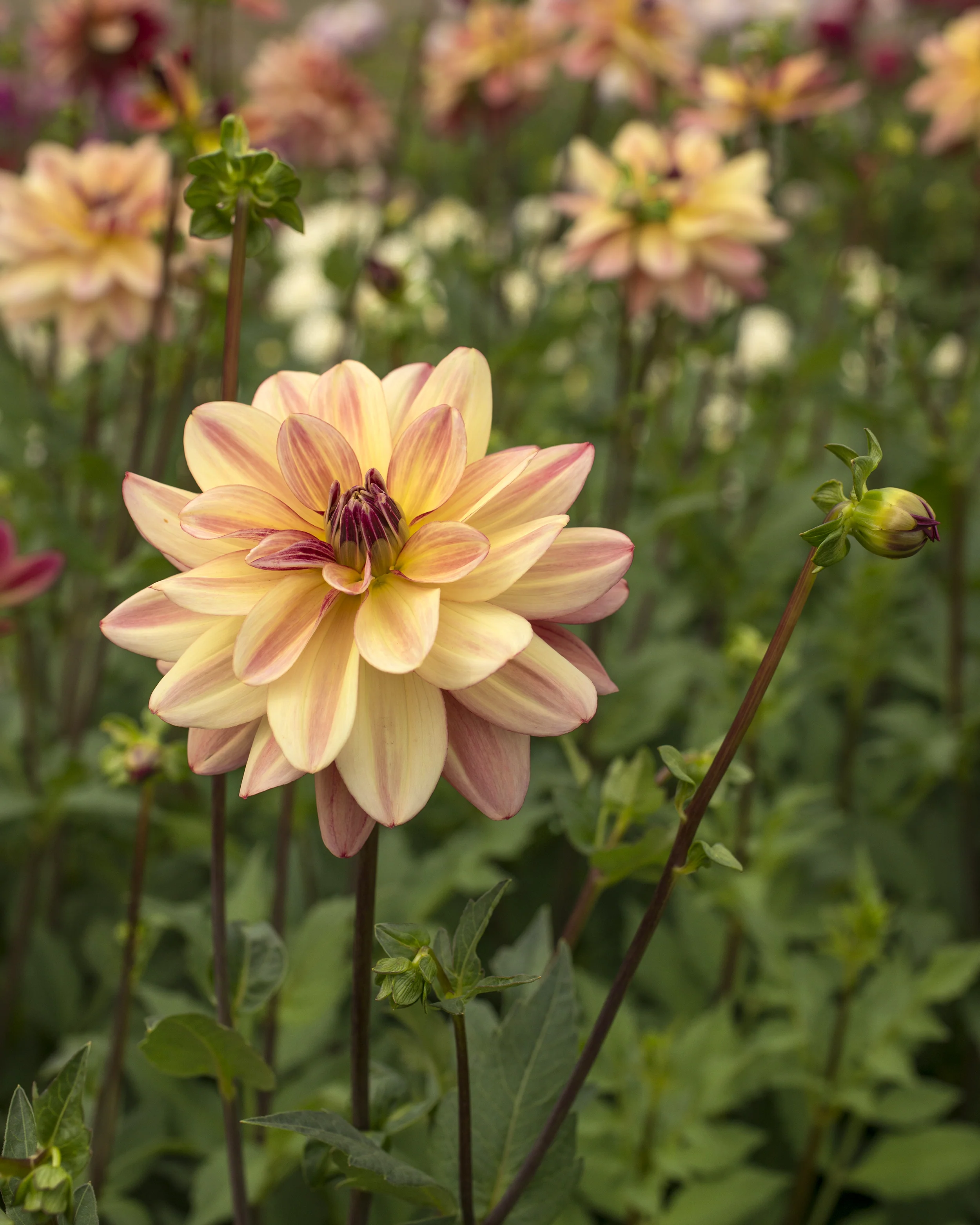 Dahlia 'Happy Butterfly' - Image 3