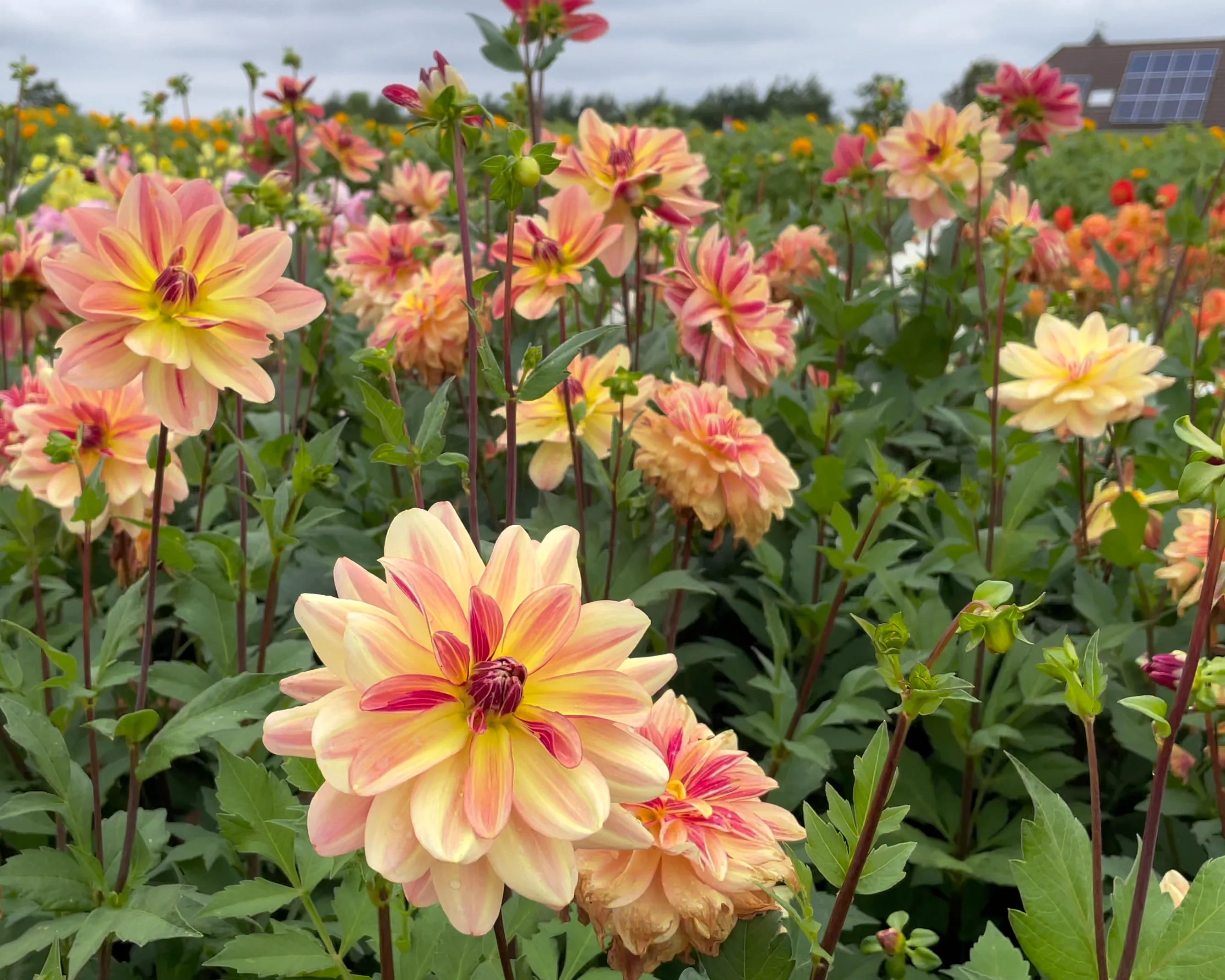Dahlia 'Happy Butterfly' - Image 4