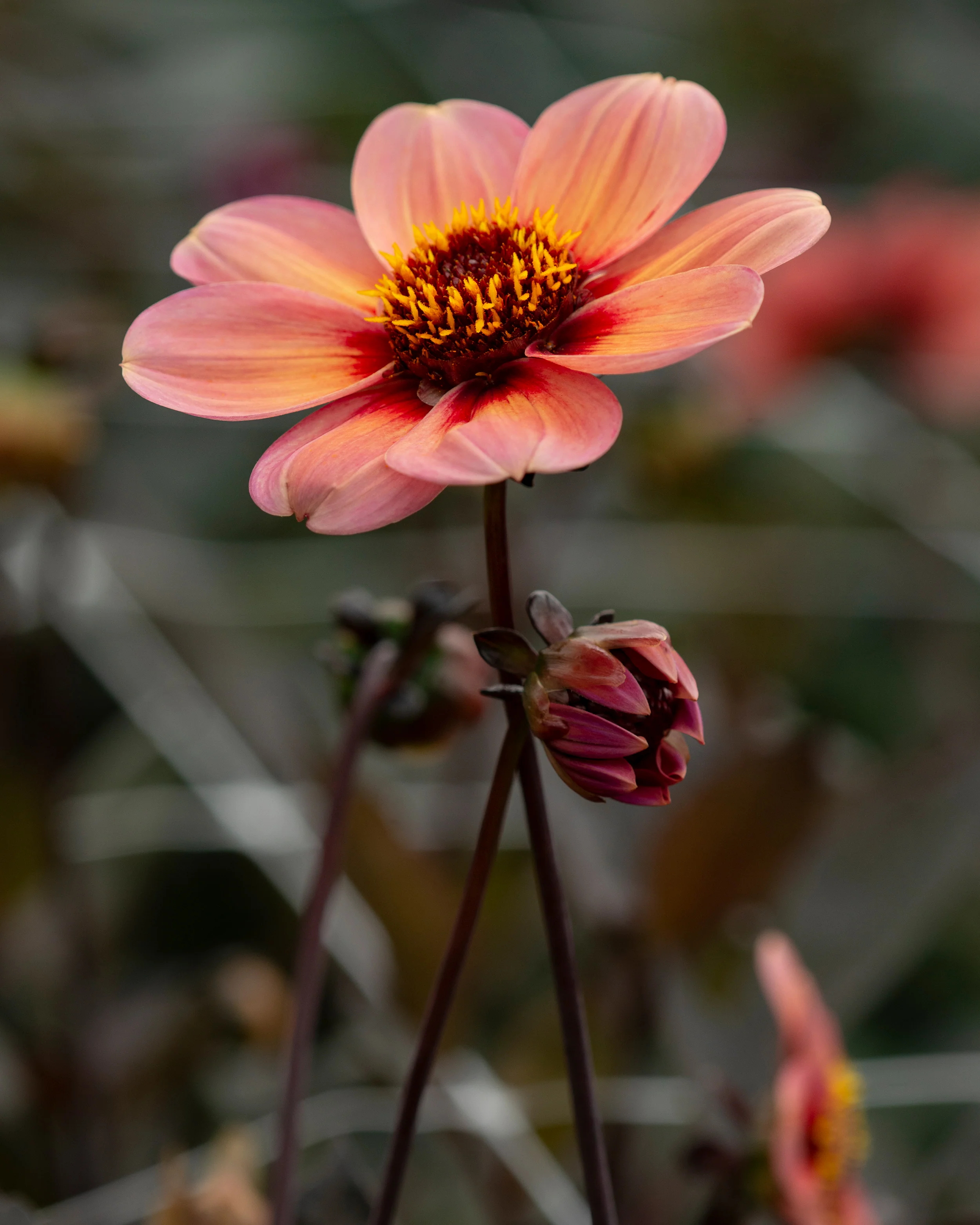 Dahlia 'HS Kiss' - Image 5
