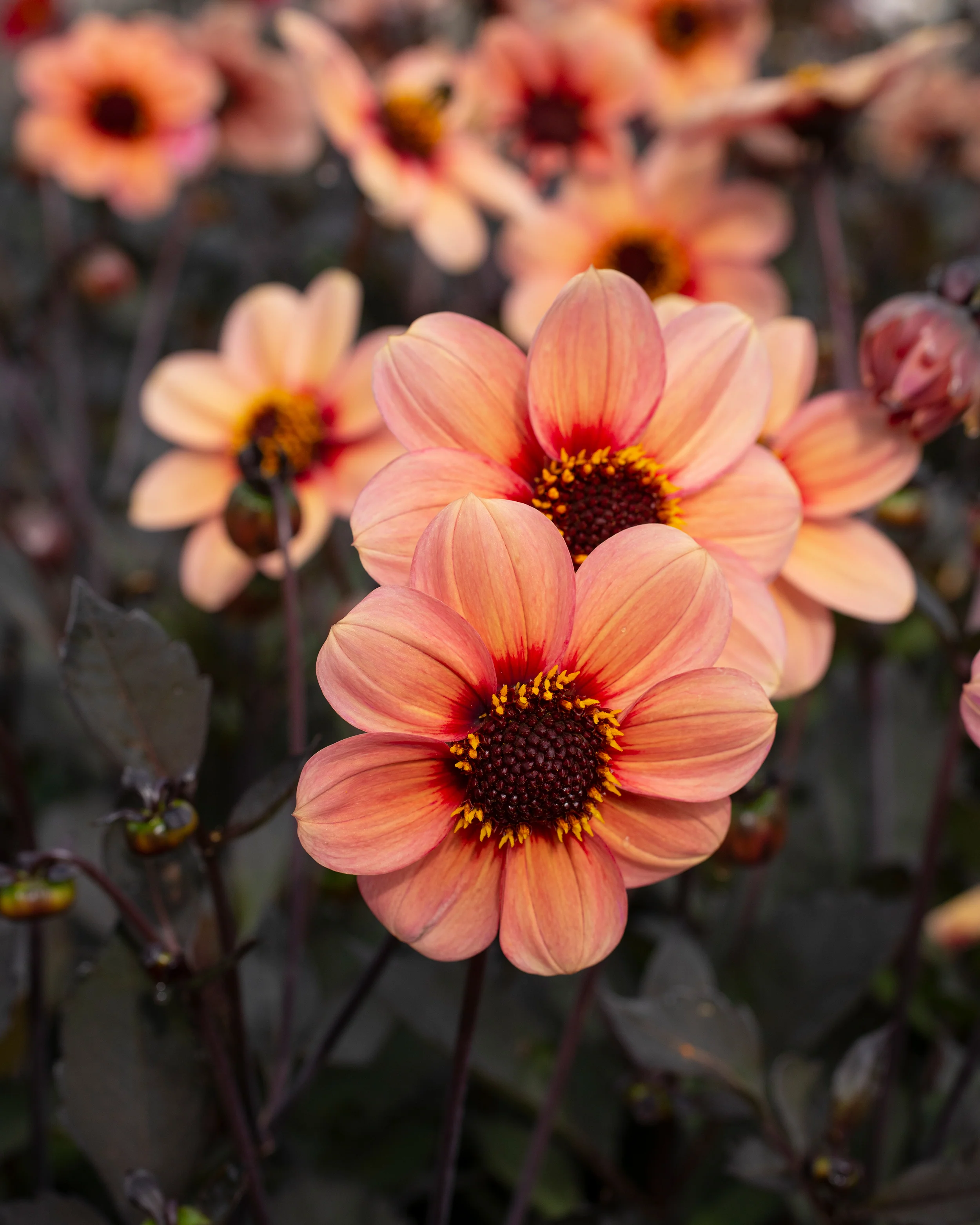 Dahlia 'HS Kiss' - Image 6