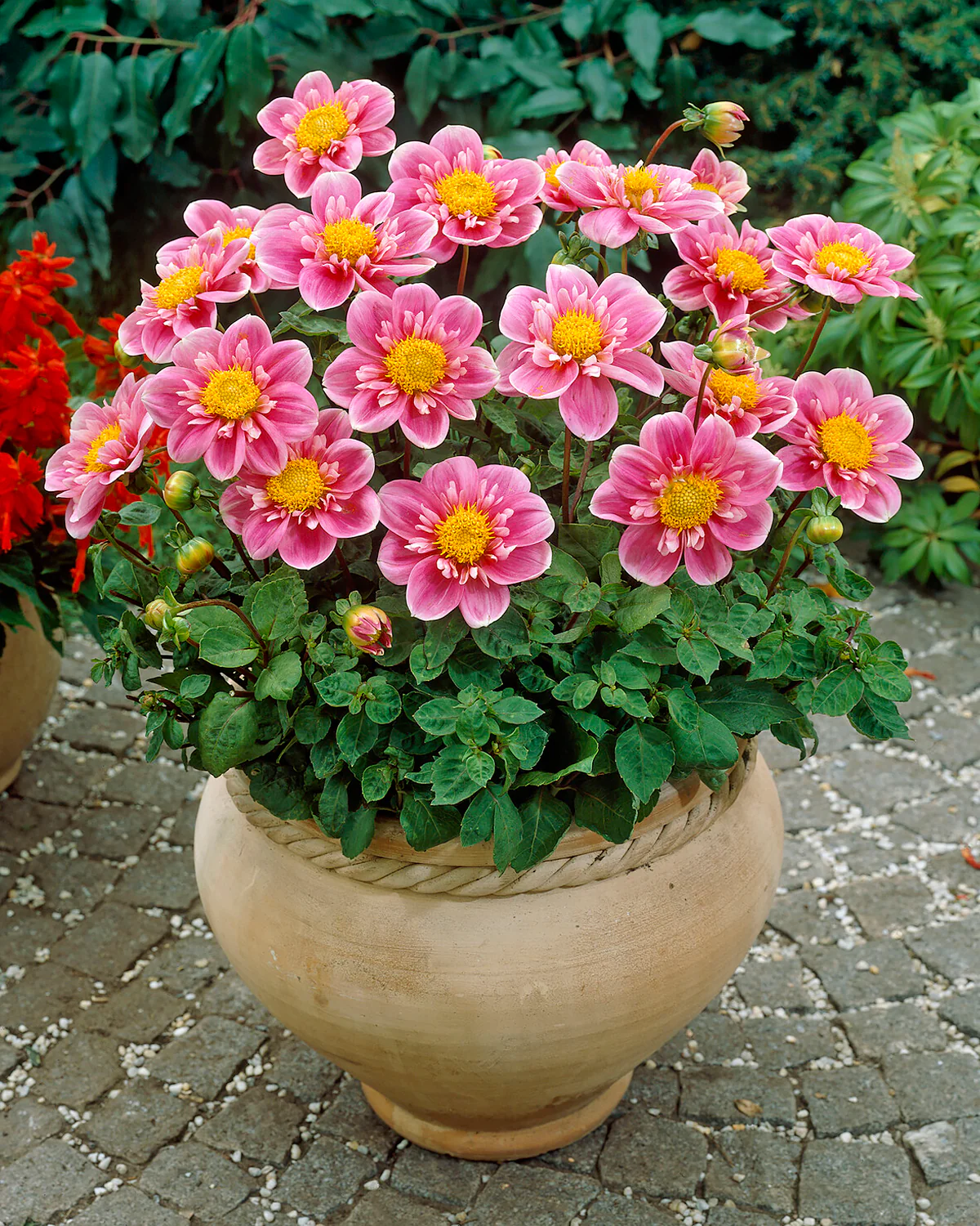 Dahlia 'Hartenaas' - Image 4