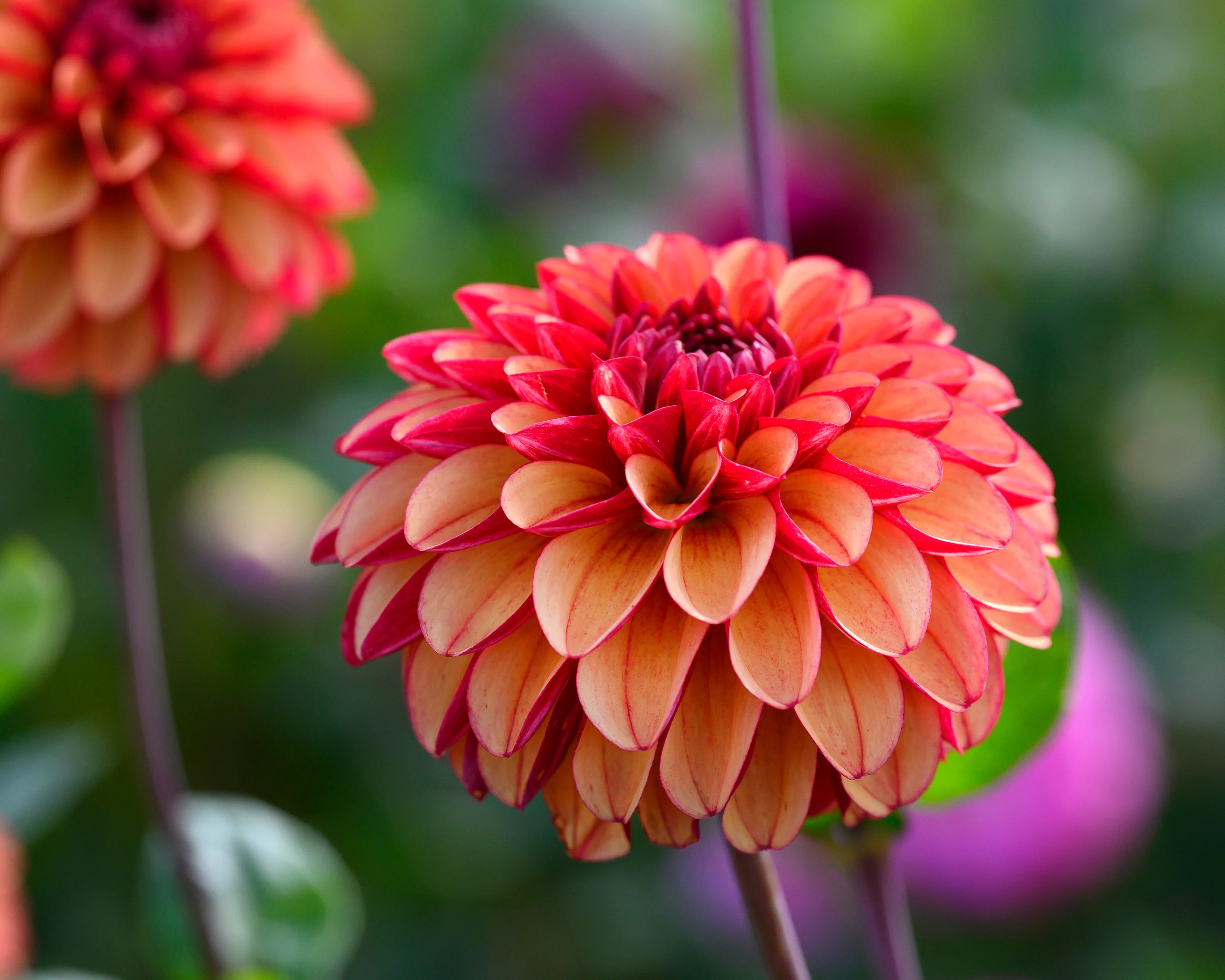 Dahlia 'High Fidelity' - Image 2