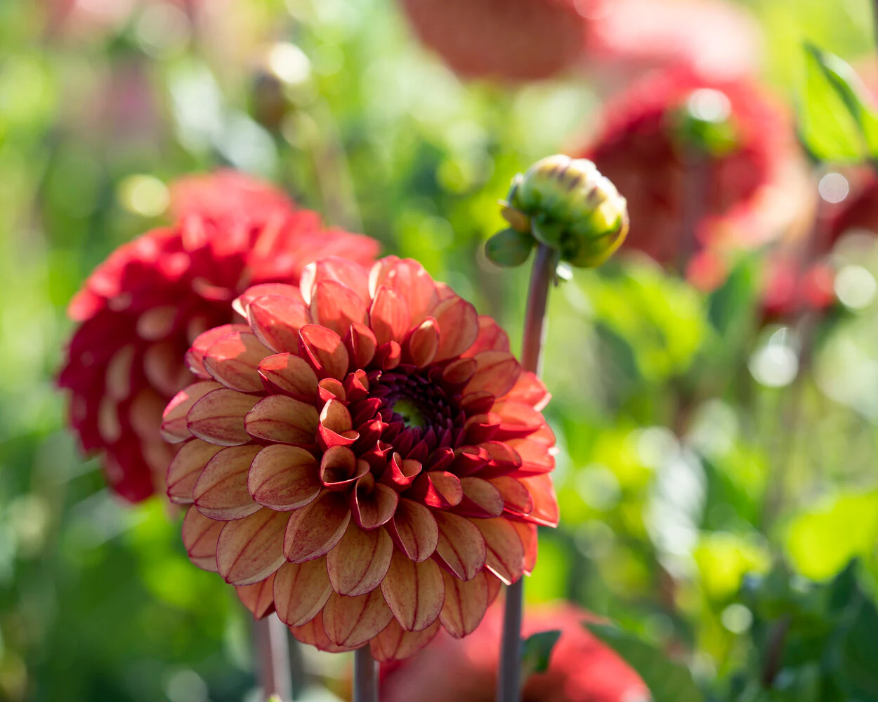 Dahlia 'High Fidelity' - Image 4