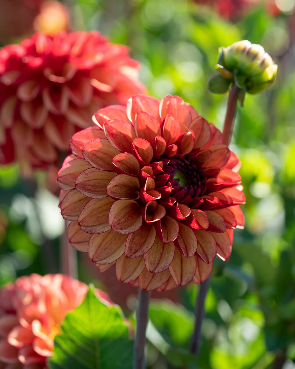 Dahlia 'High Fidelity' - Image 7