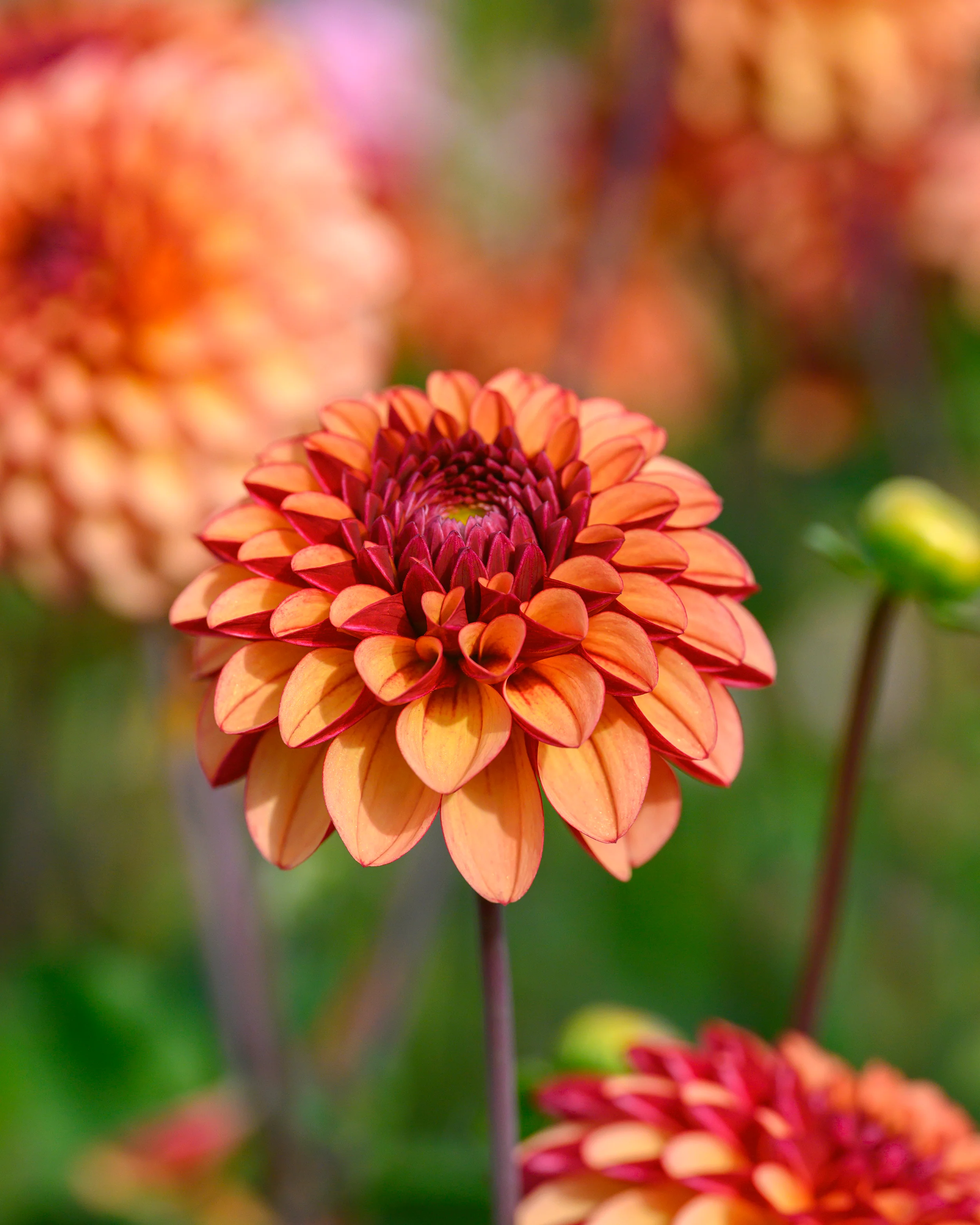 Dahlia 'High Fidelity' - Image 8