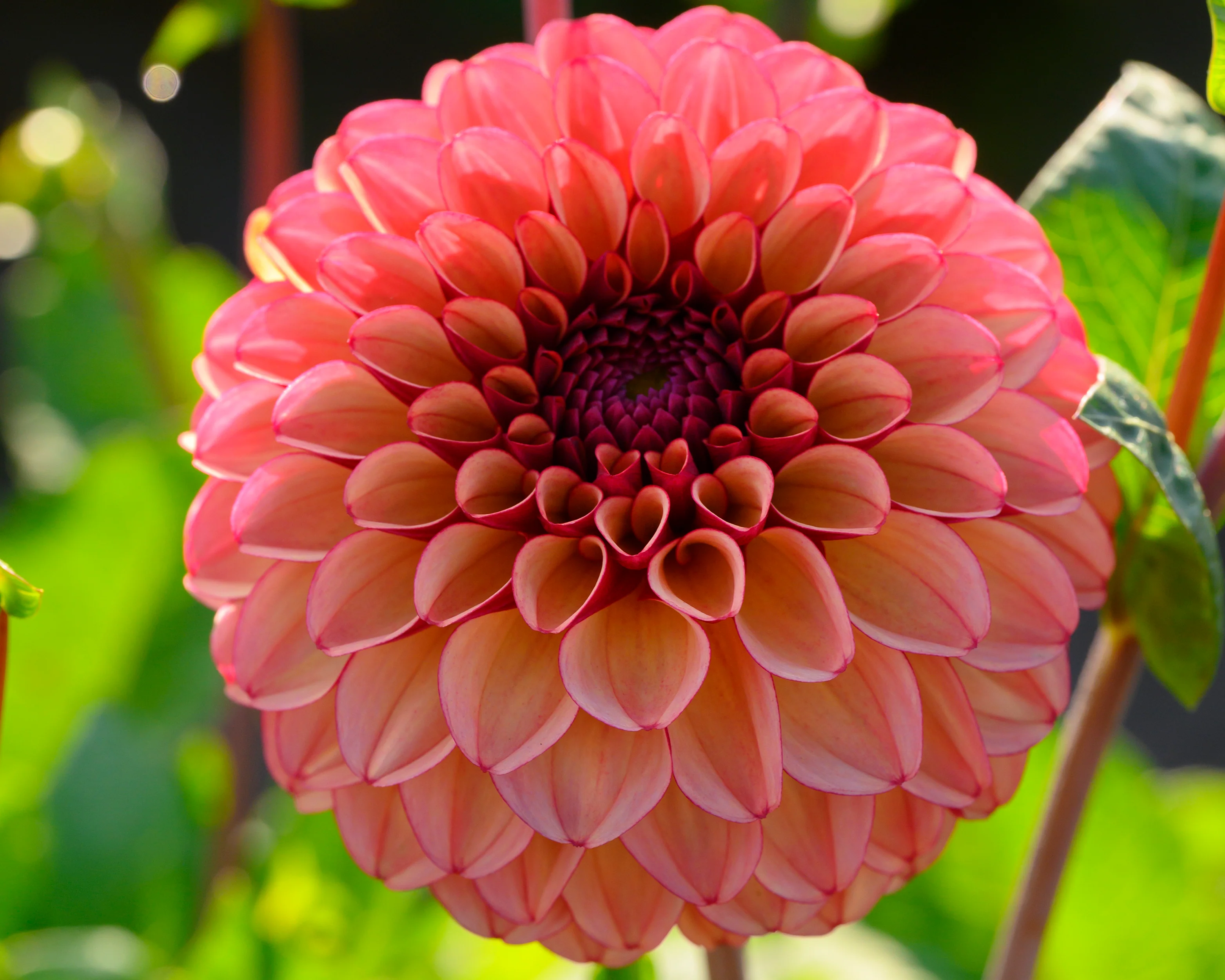 Dahlia 'High Fidelity' - Image 9