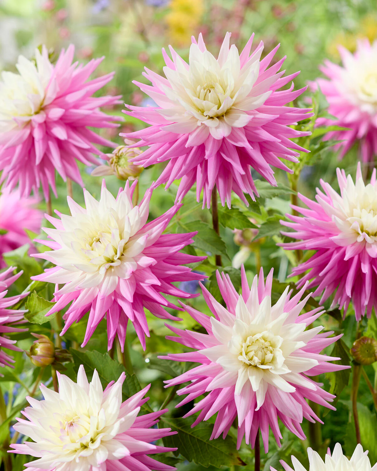 Dahlia 'Hillcrest Candy' - Image 2