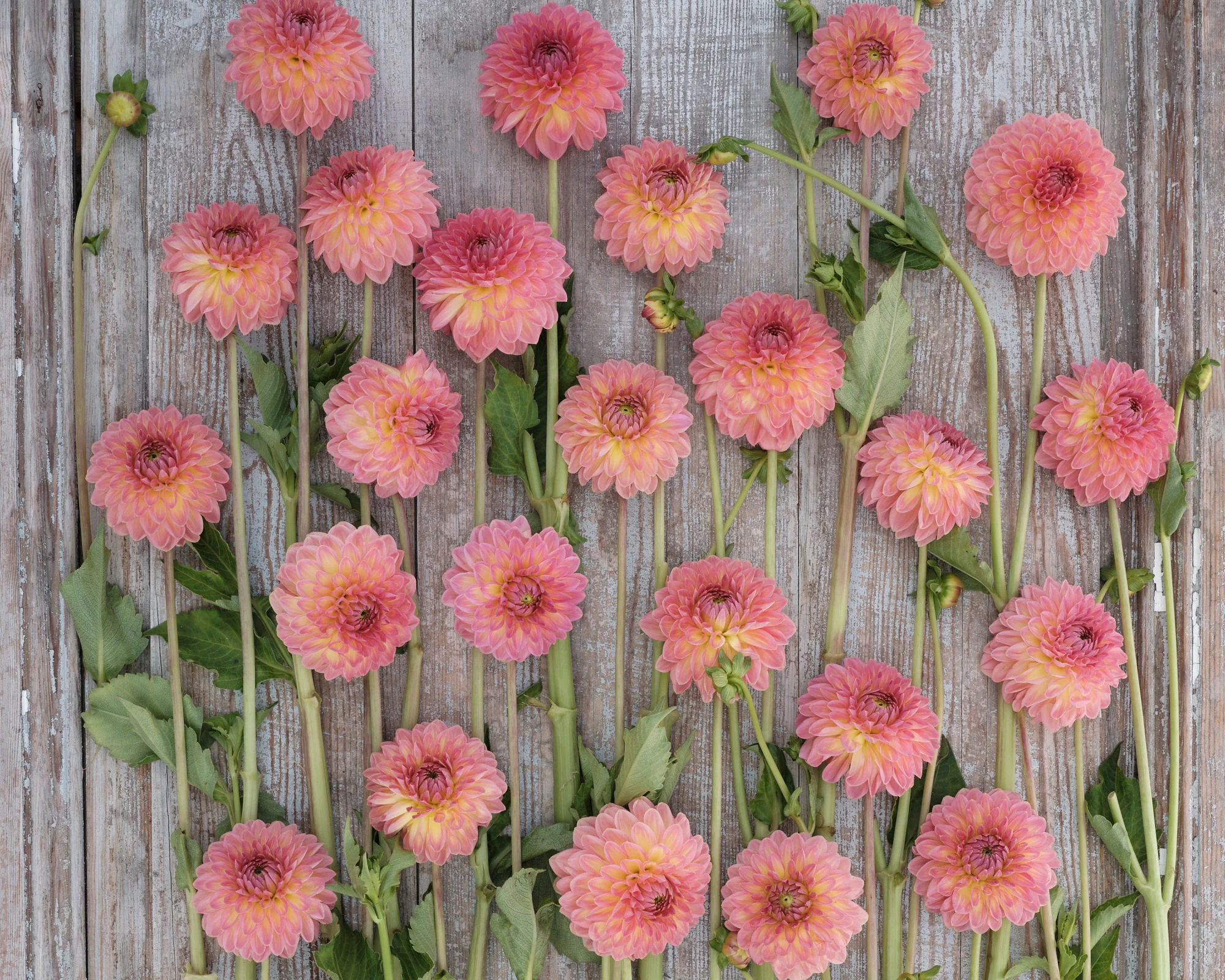 Dahlia 'Hillcrest Suffusion' - Image 4