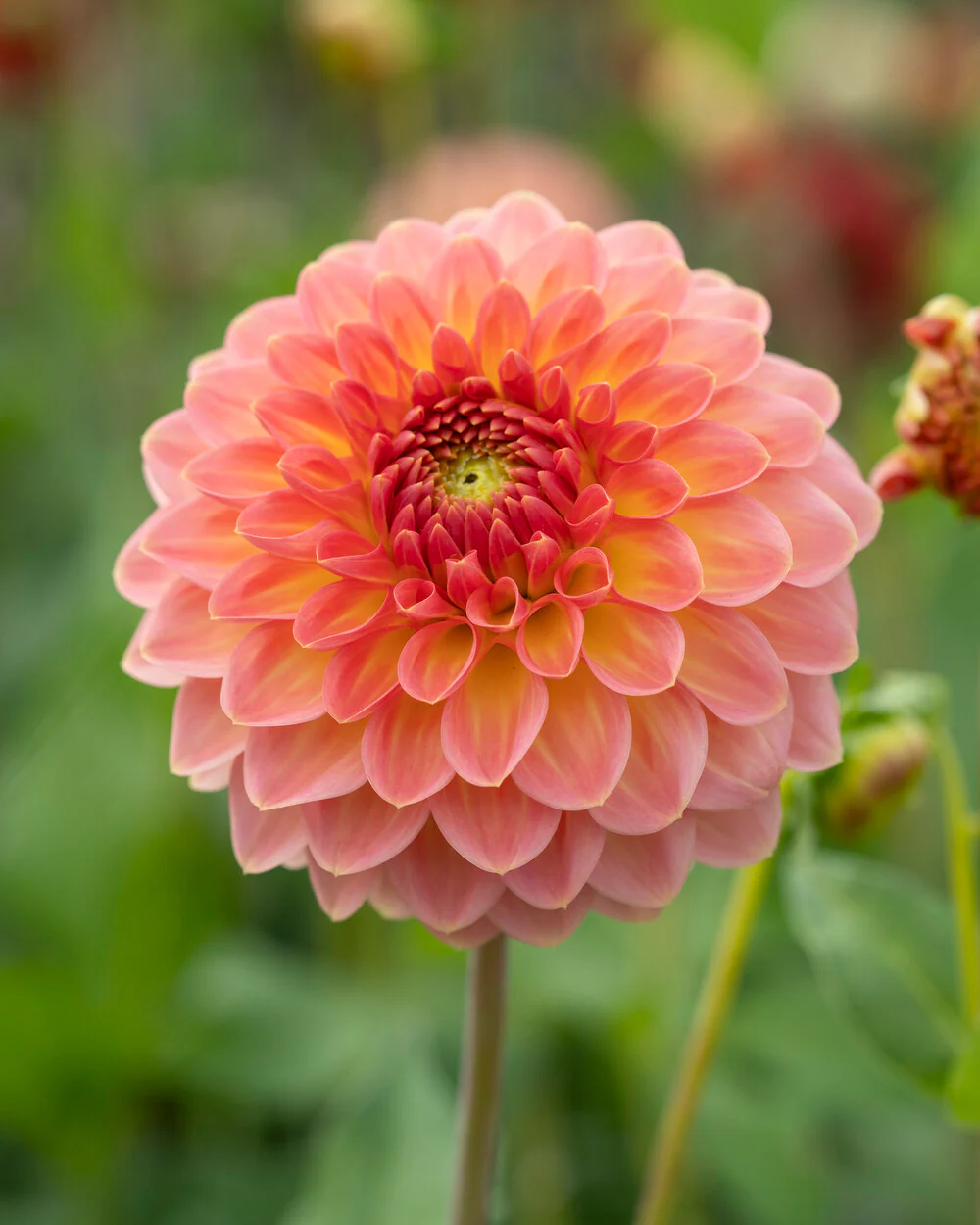 Dahlia 'Hillcrest Suffusion' - Image 5