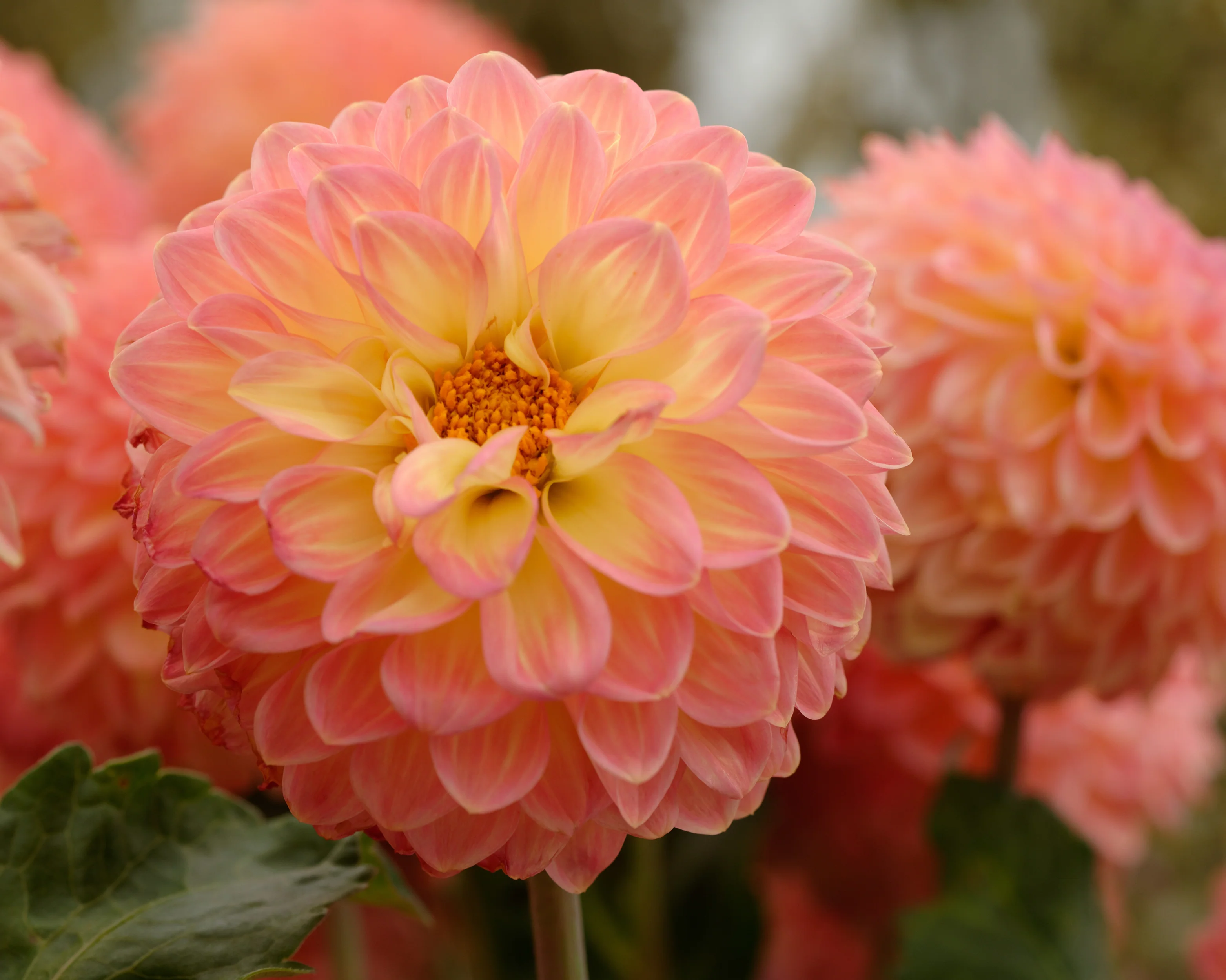 Dahlia 'Hillcrest Suffusion' - Image 6