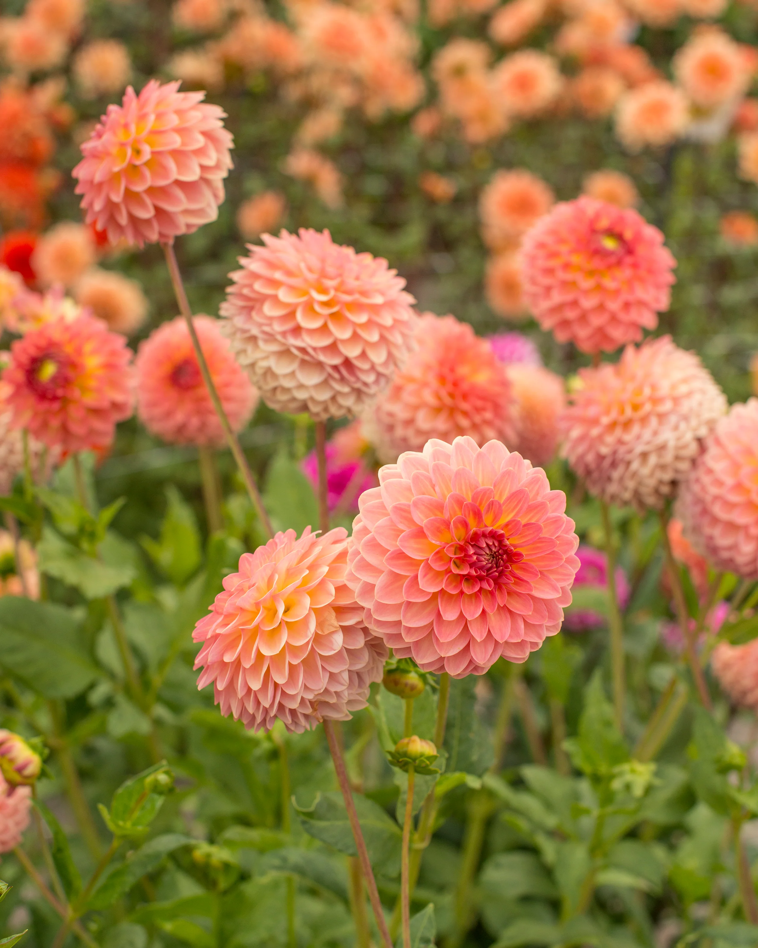 Dahlia 'Hillcrest Suffusion' - Image 8