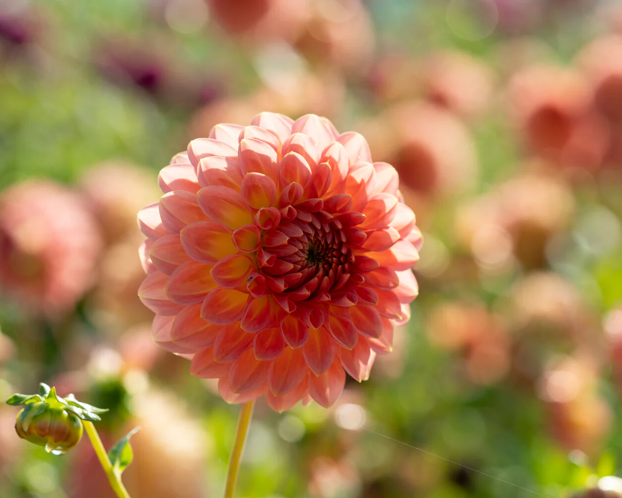Dahlia 'Hillcrest Suffusion' - Image 9
