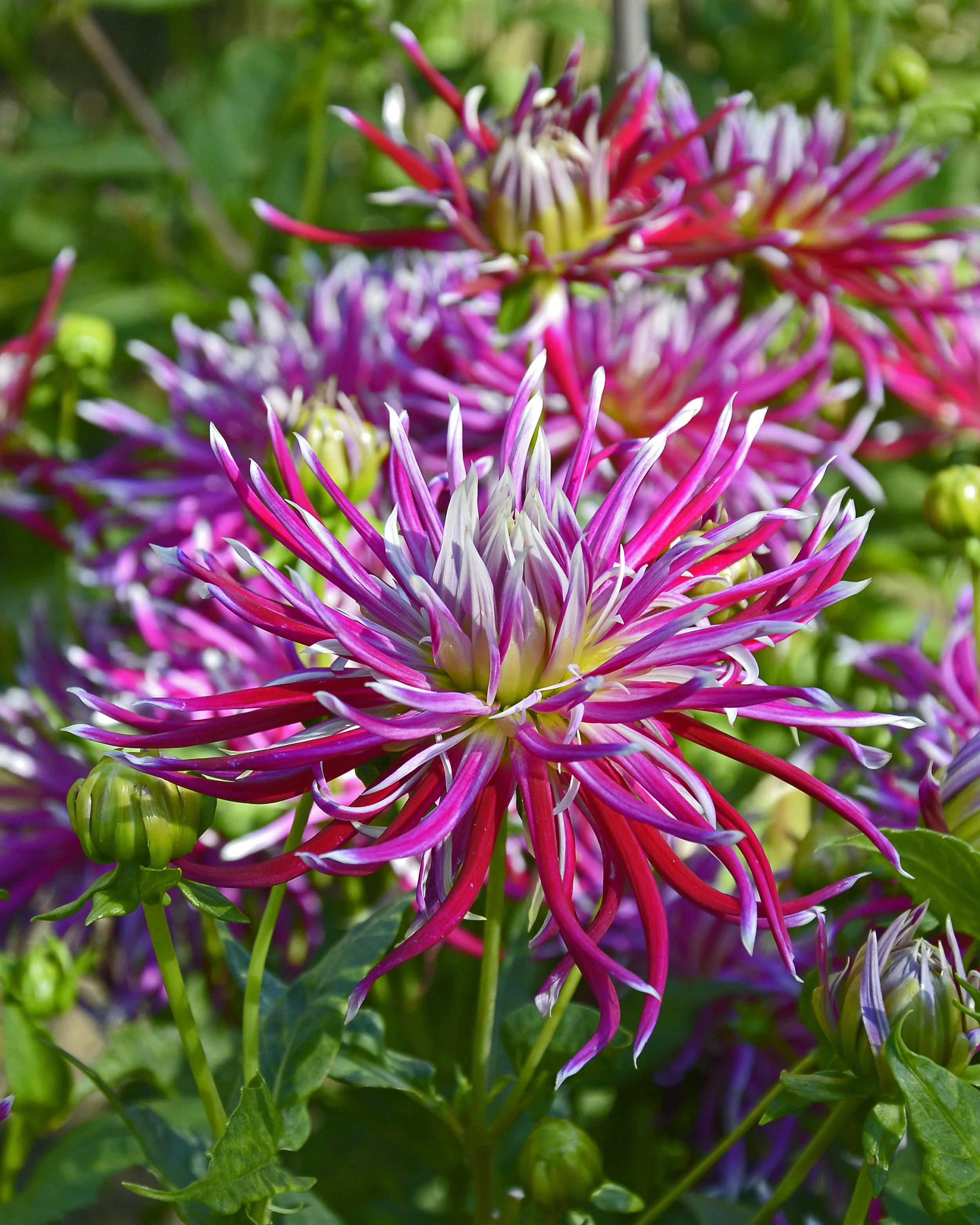 Dahlia 'Hollyhill Spiderwoman' - Image 4