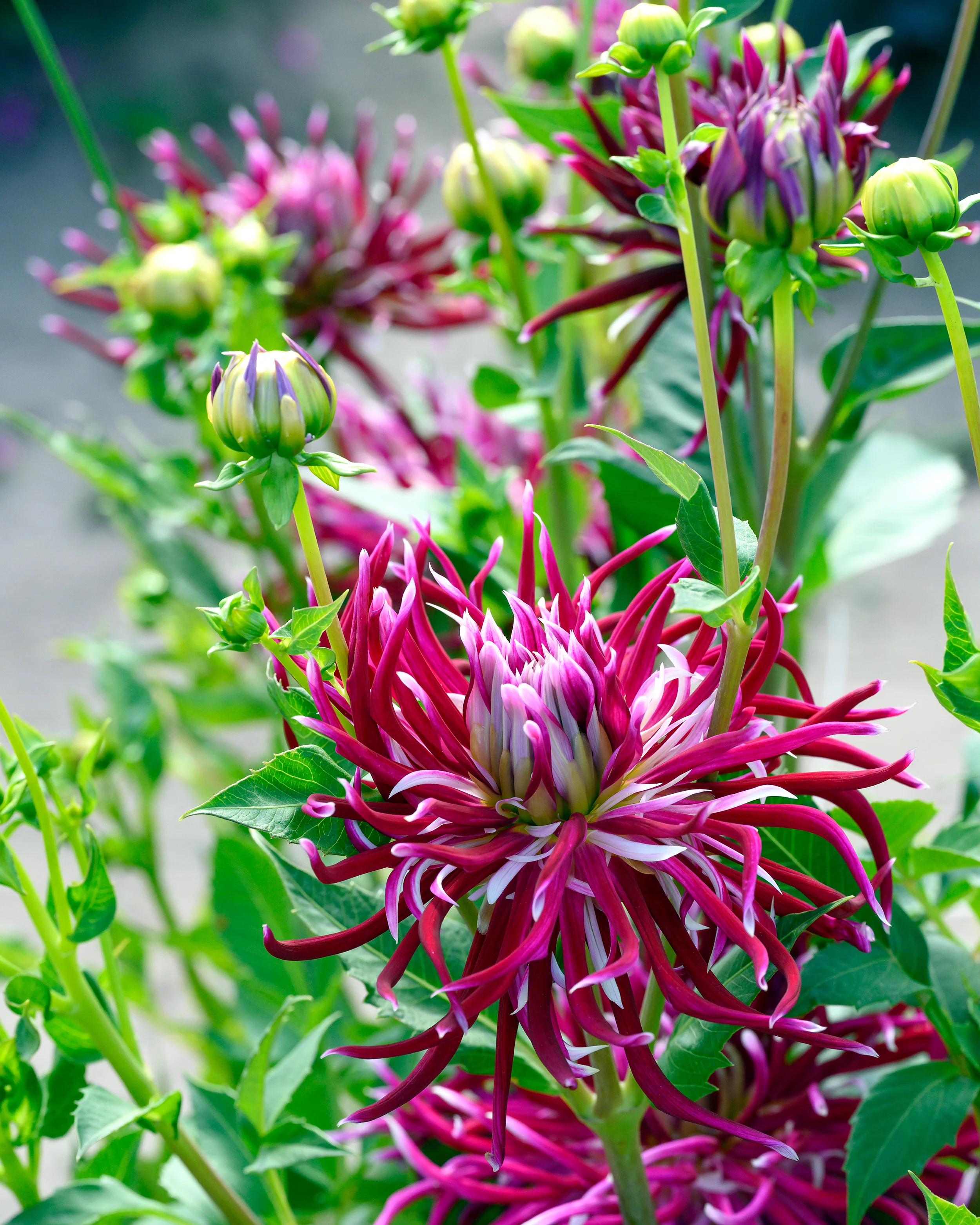 Dahlia 'Hollyhill Spiderwoman' - Image 7
