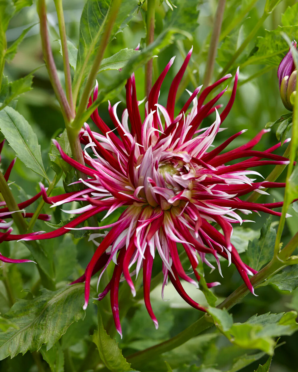 Dahlia 'Hollyhill Spiderwoman' - Image 8