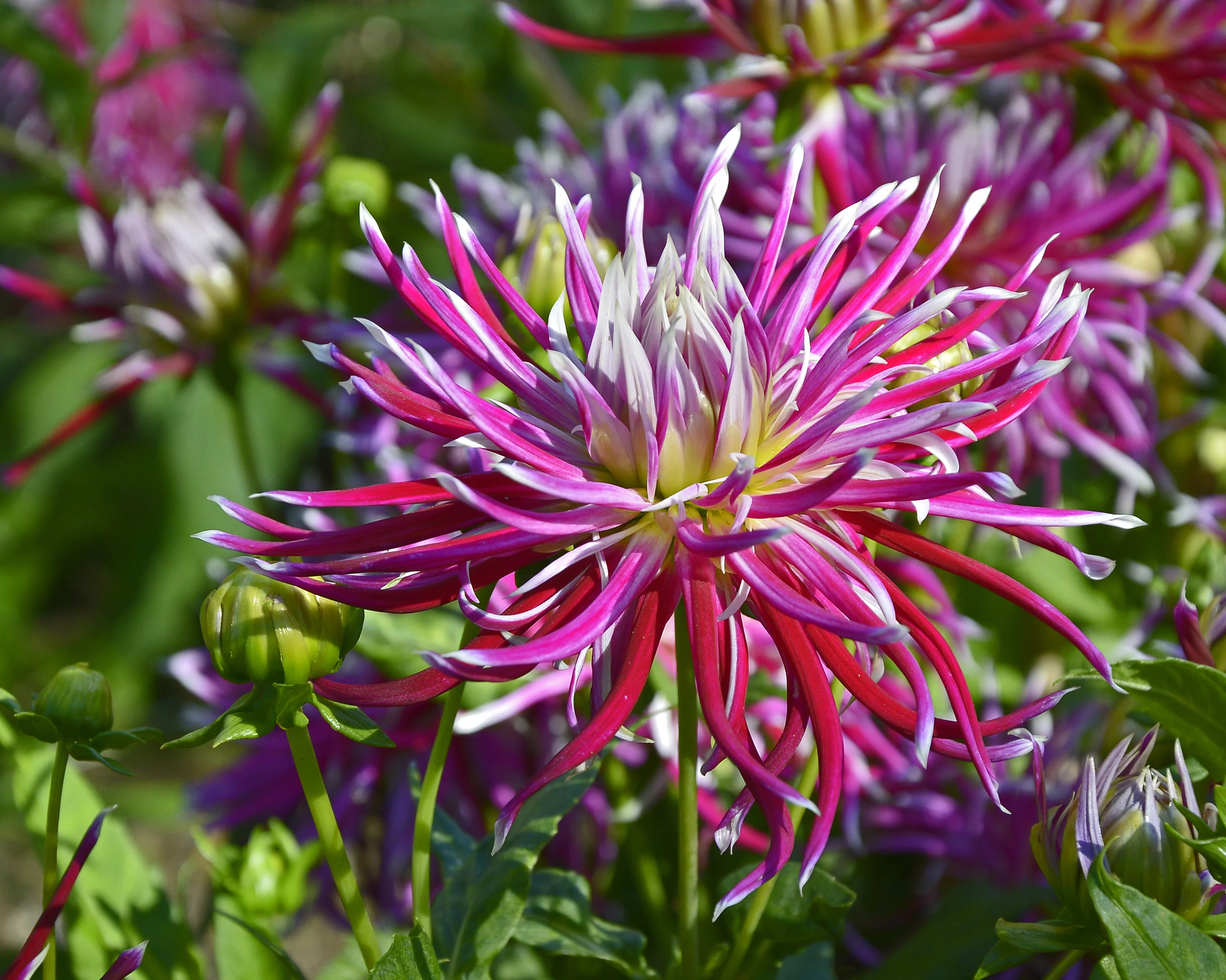 Dahlia 'Hollyhill Spiderwoman' - Image 9