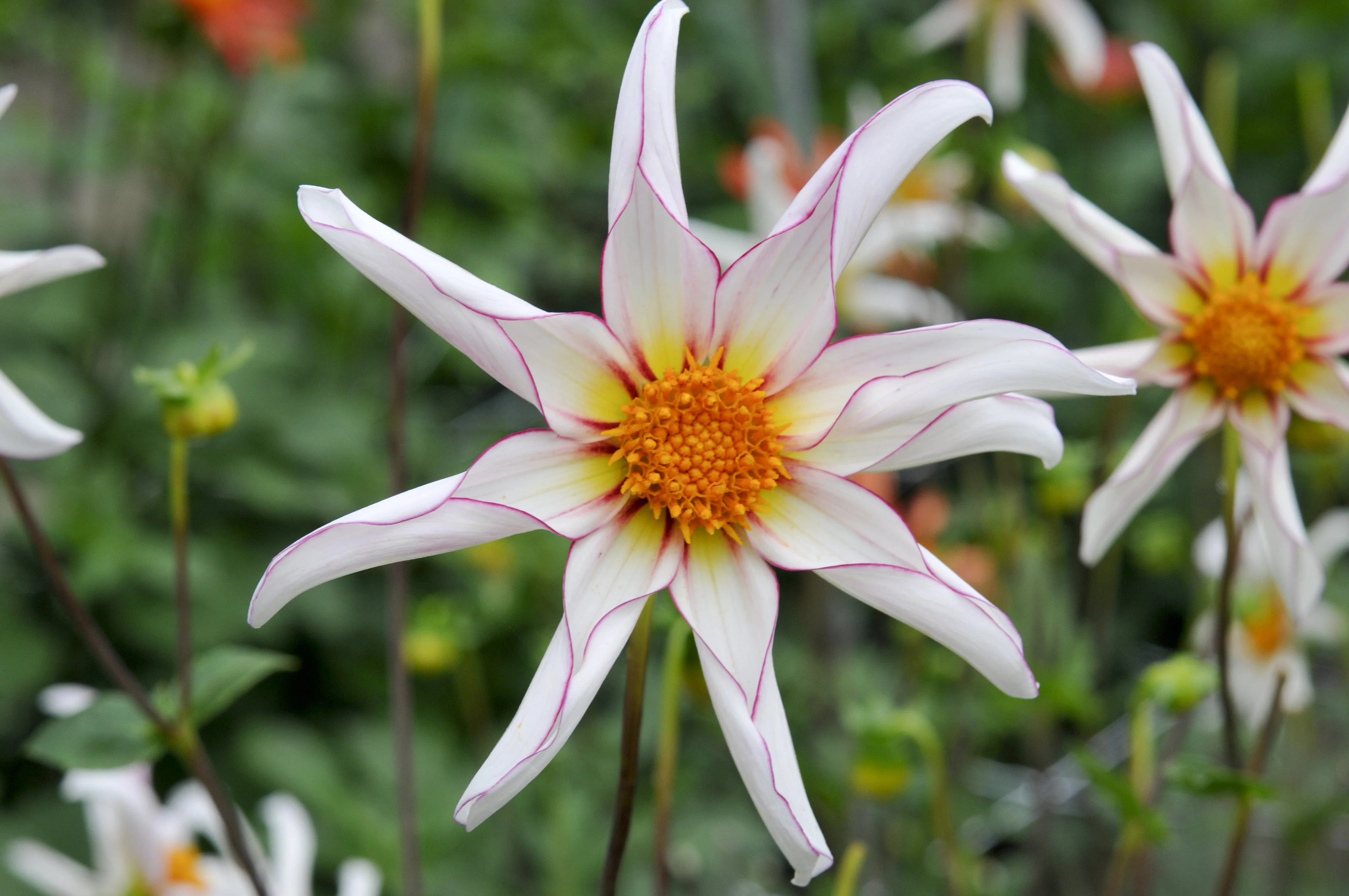 Dahlia 'Honka Fragile' - Image 3