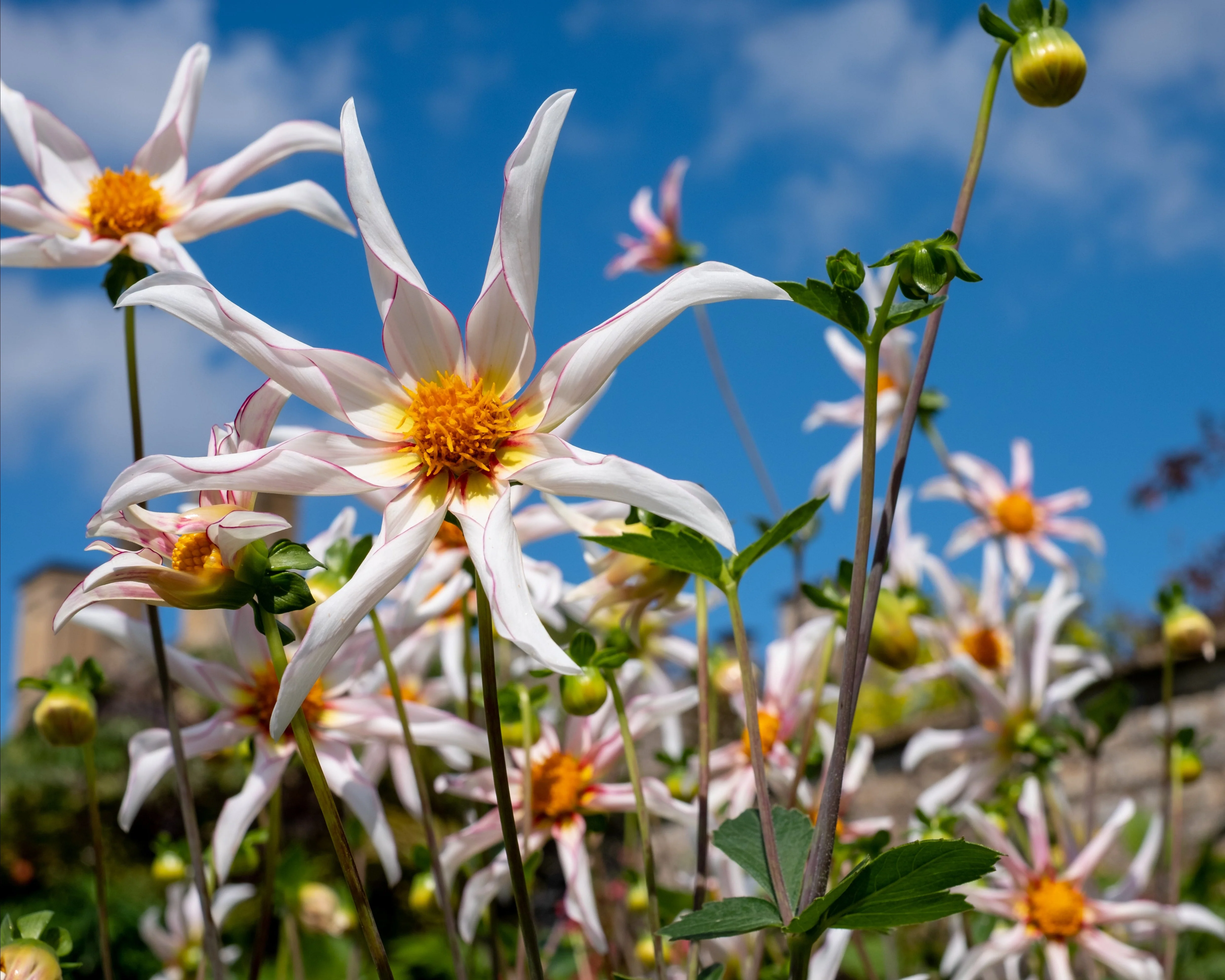 Dahlia 'Honka Fragile' - Image 7