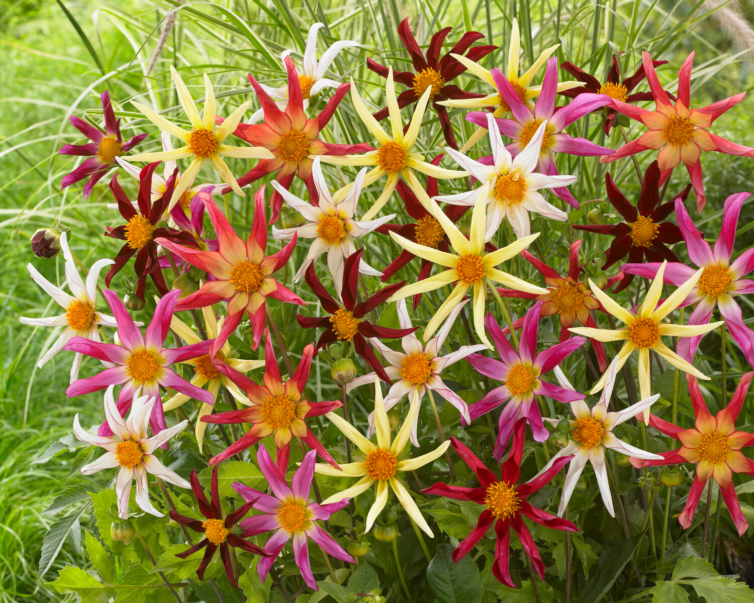 Dahlia collection 'Honka Mix' - Image 3