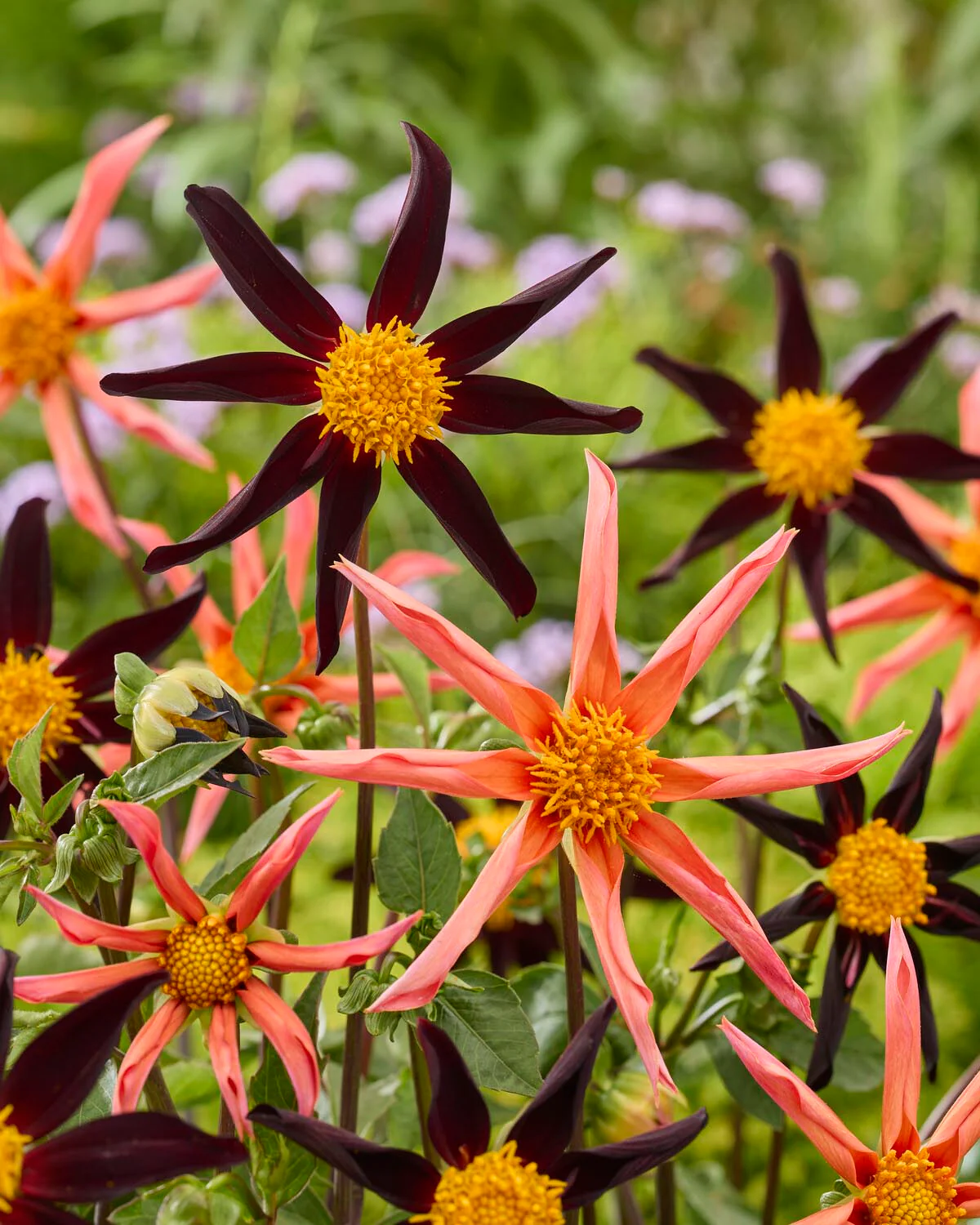Dahlia 'Honka Peach' - Image 4