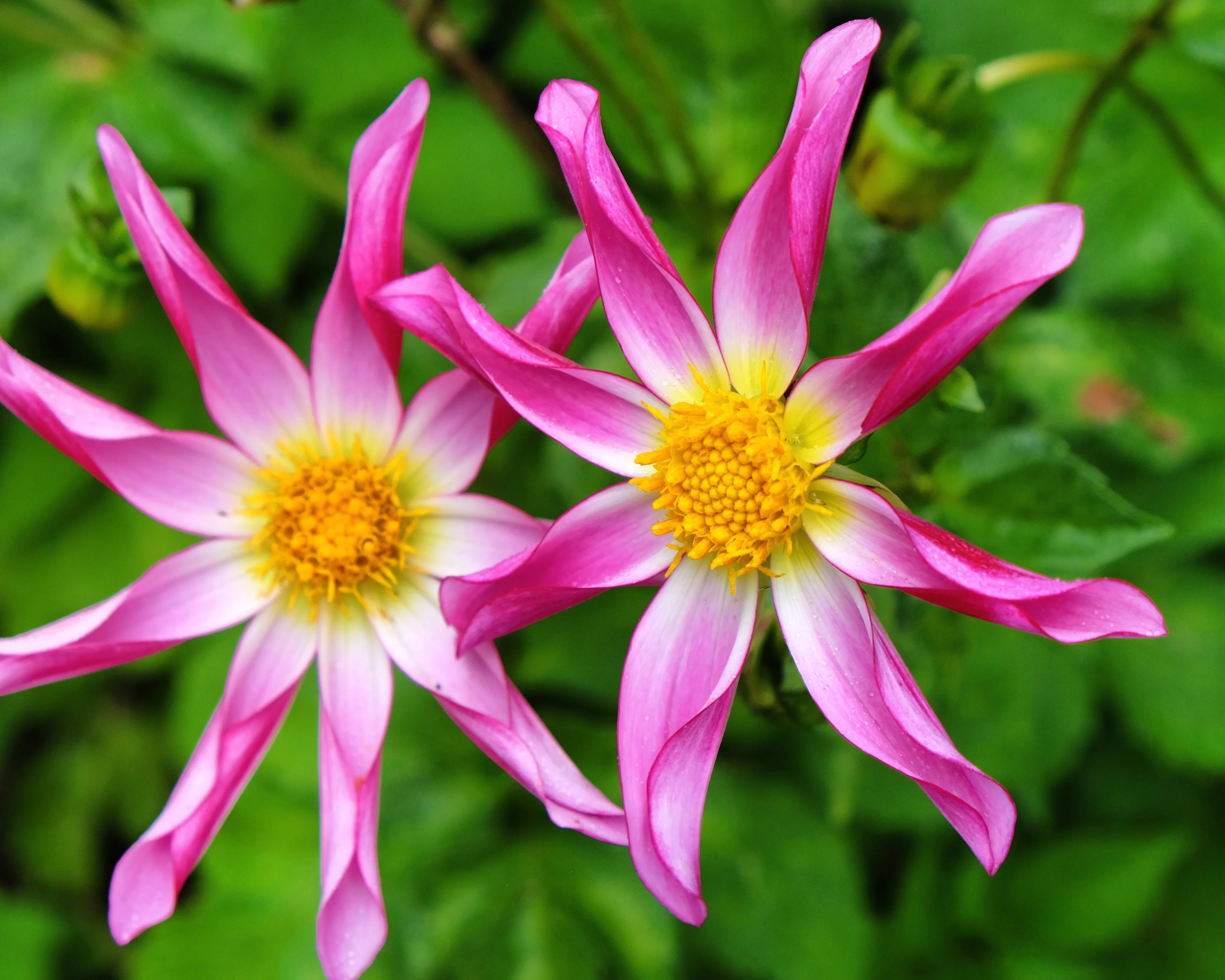 Dahlia 'Honka Rose' - Image 3