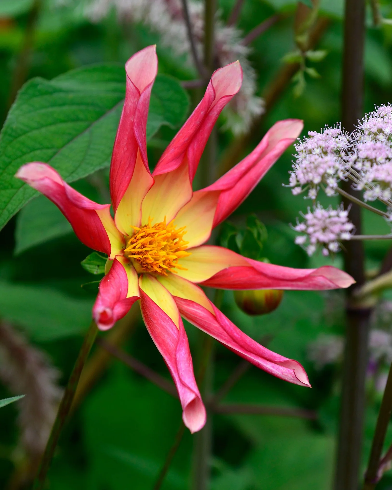 Dahlia 'Honka Surprise' - Image 8