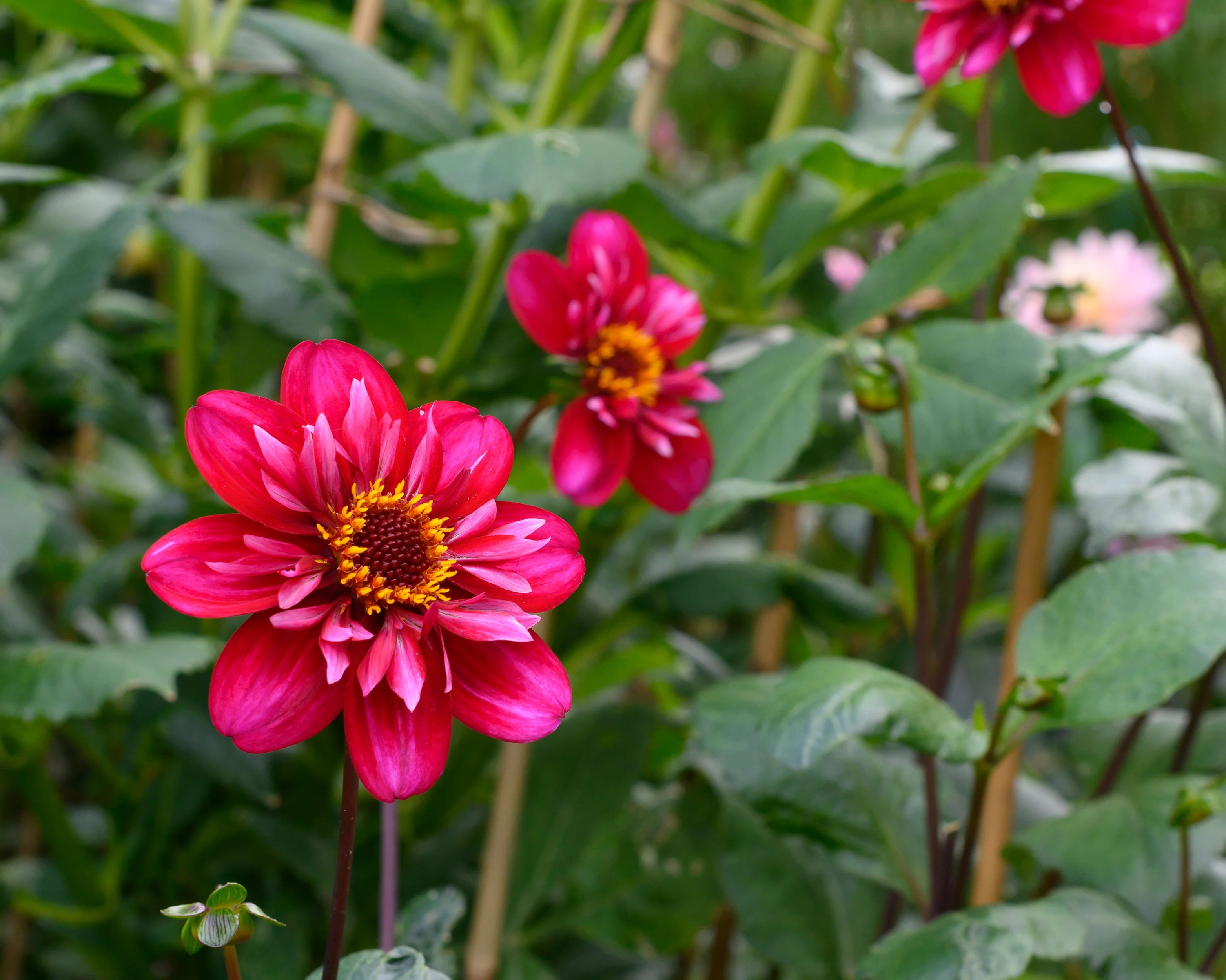 Dahlia 'Hootenanny Swan Island' - Image 5