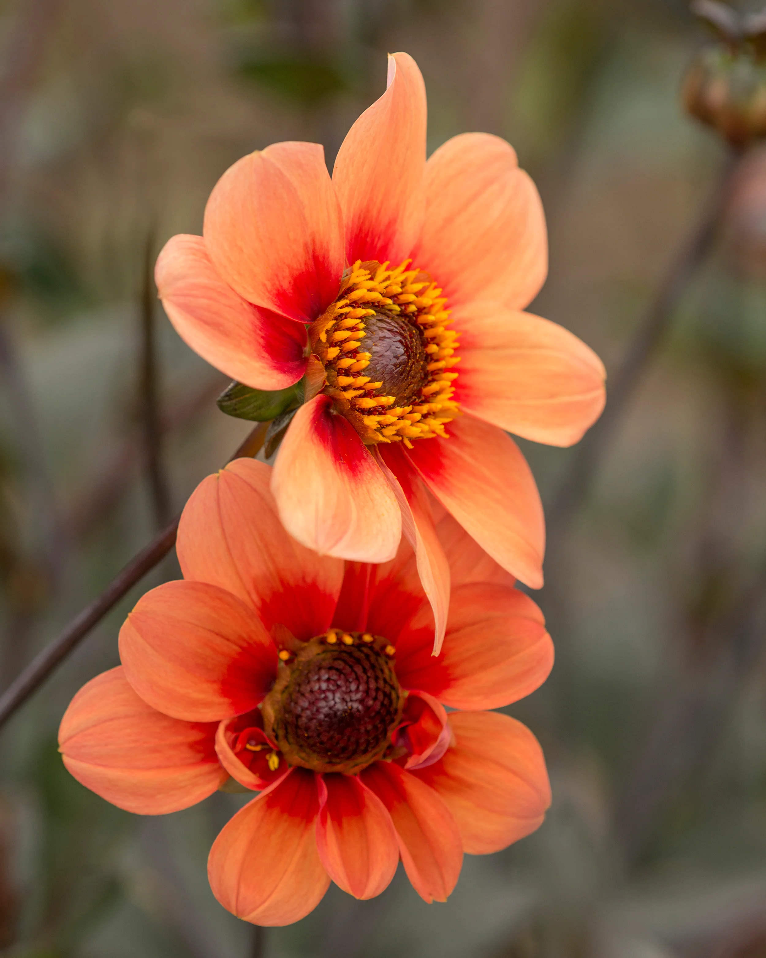 Dahlia 'HS Date' - Image 2