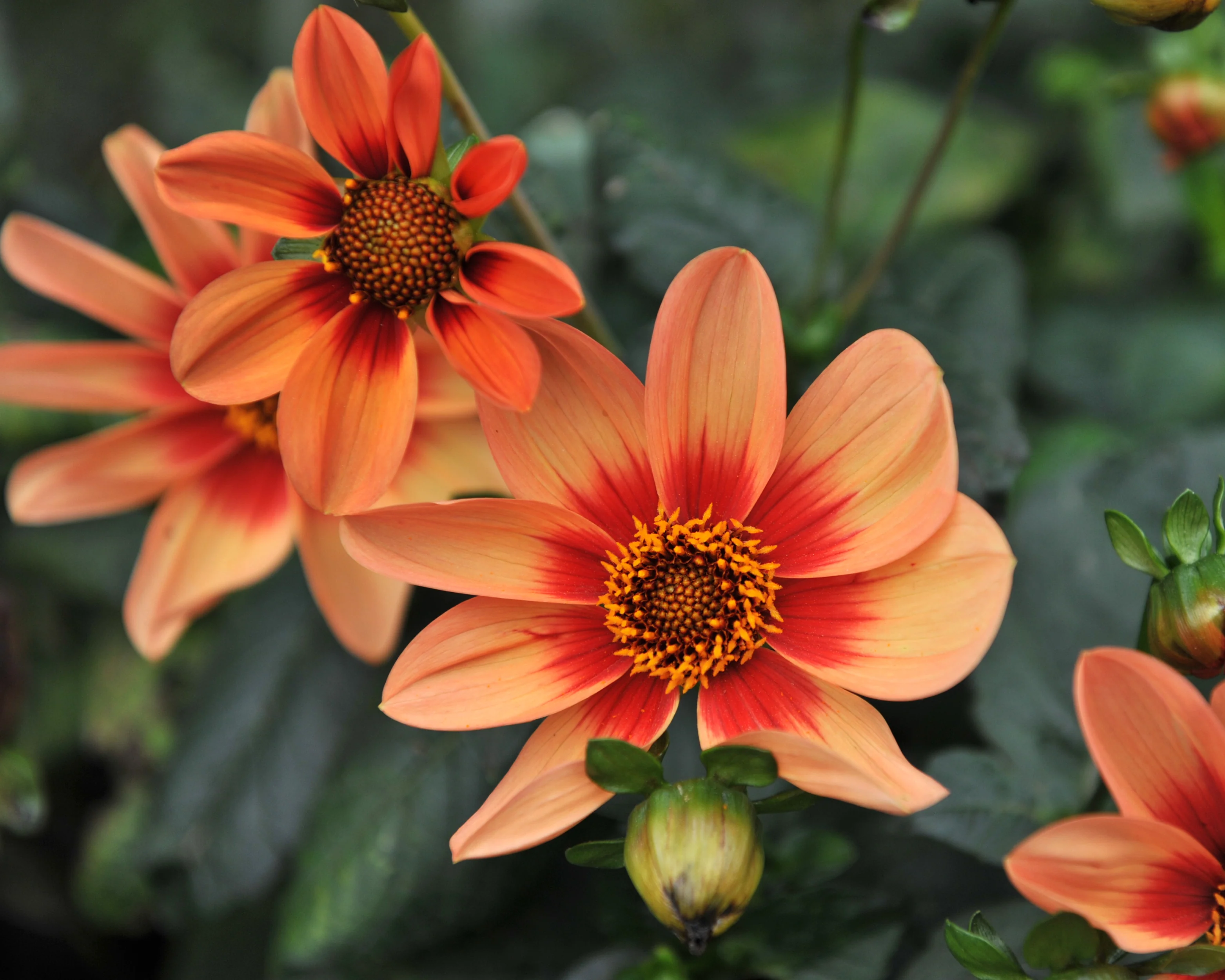 Dahlia 'HS Date' - Image 8