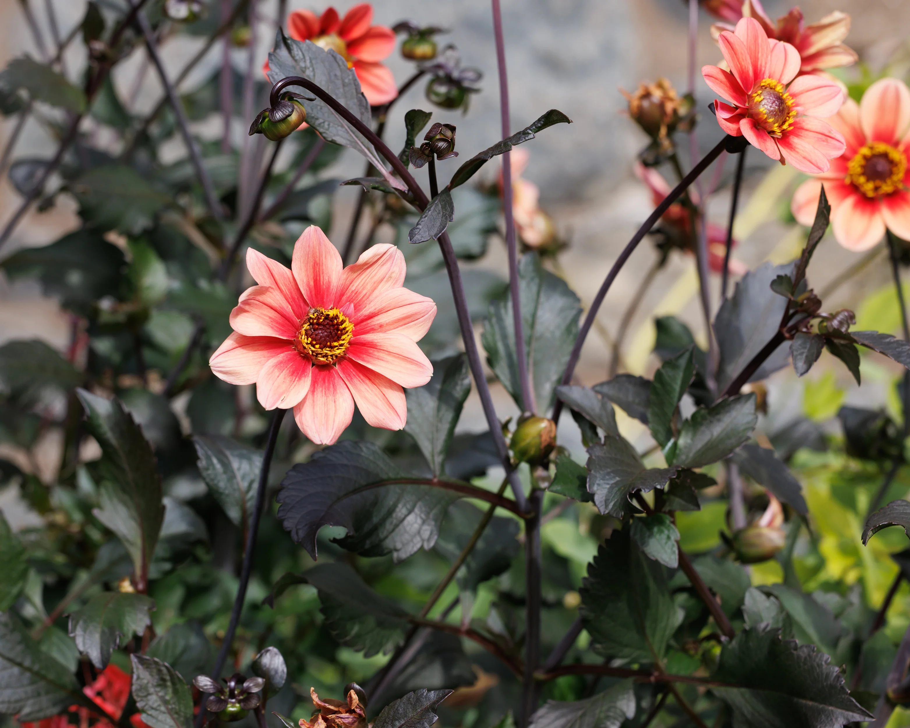 Dahlia 'HS Date' - Image 9