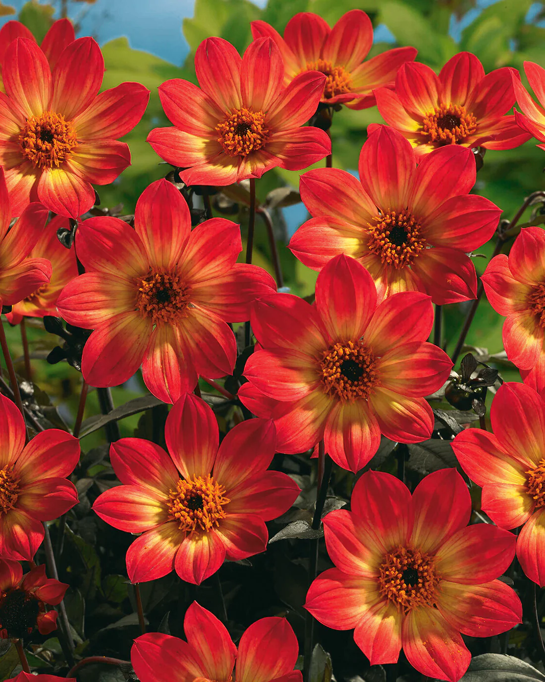 Dahlia 'HS Flame' - Image 10