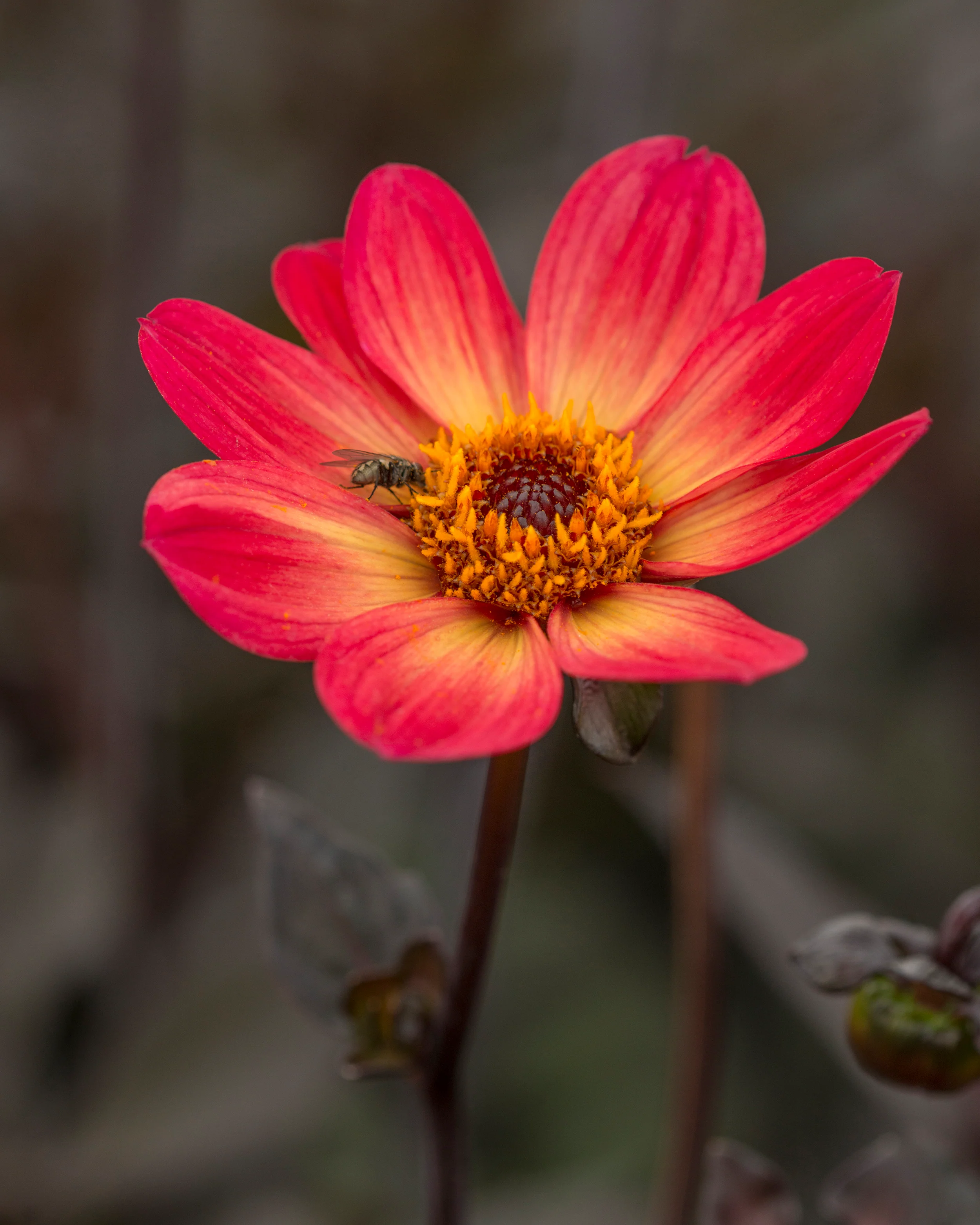 Dahlia 'HS Flame' - Image 4